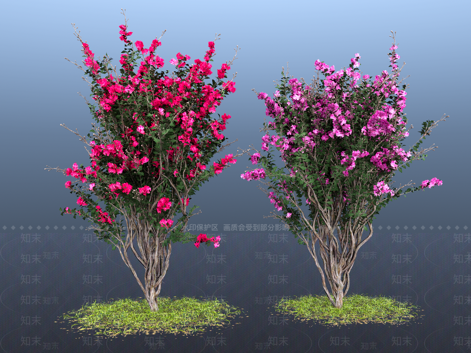 紫薇花SU模型下载【ID:1161181591】