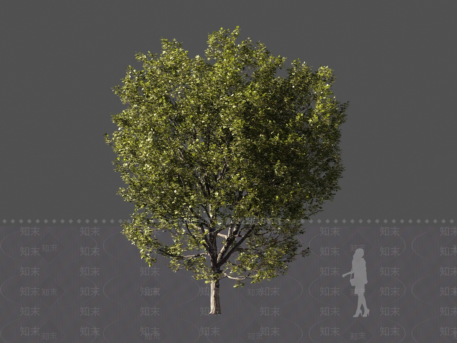 现代乔木3D模型下载【ID:1161201397】