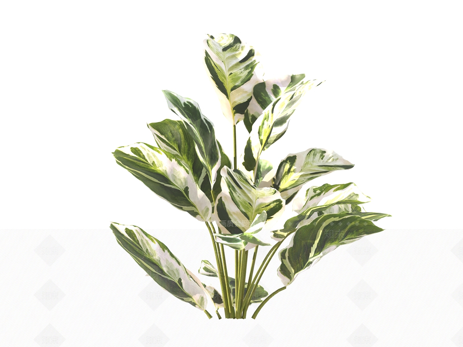 现代绿植油画竹芋3D模型下载【ID:1161207141】