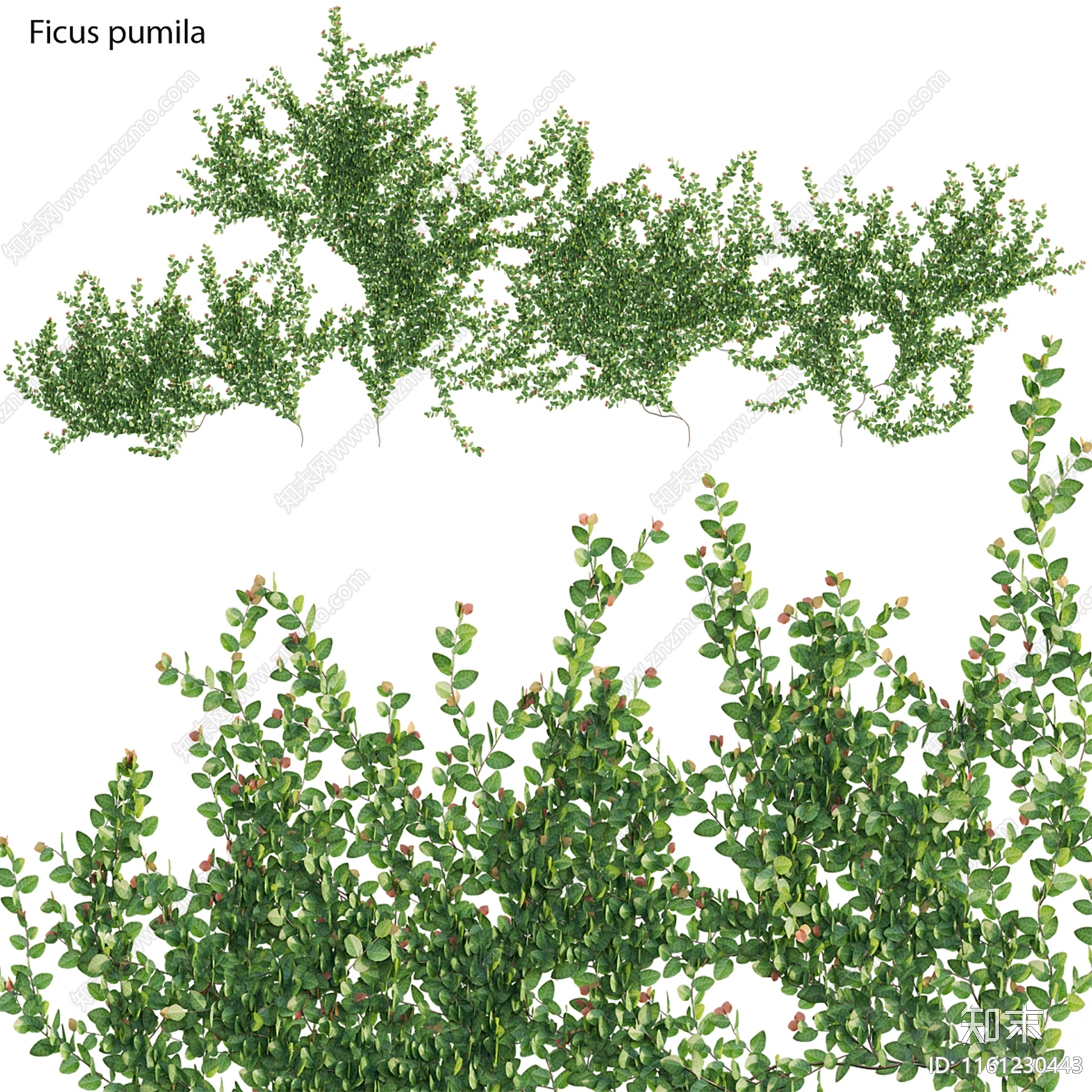 现代薜荔蔓生榕灌木3D模型下载【ID:1161230443】