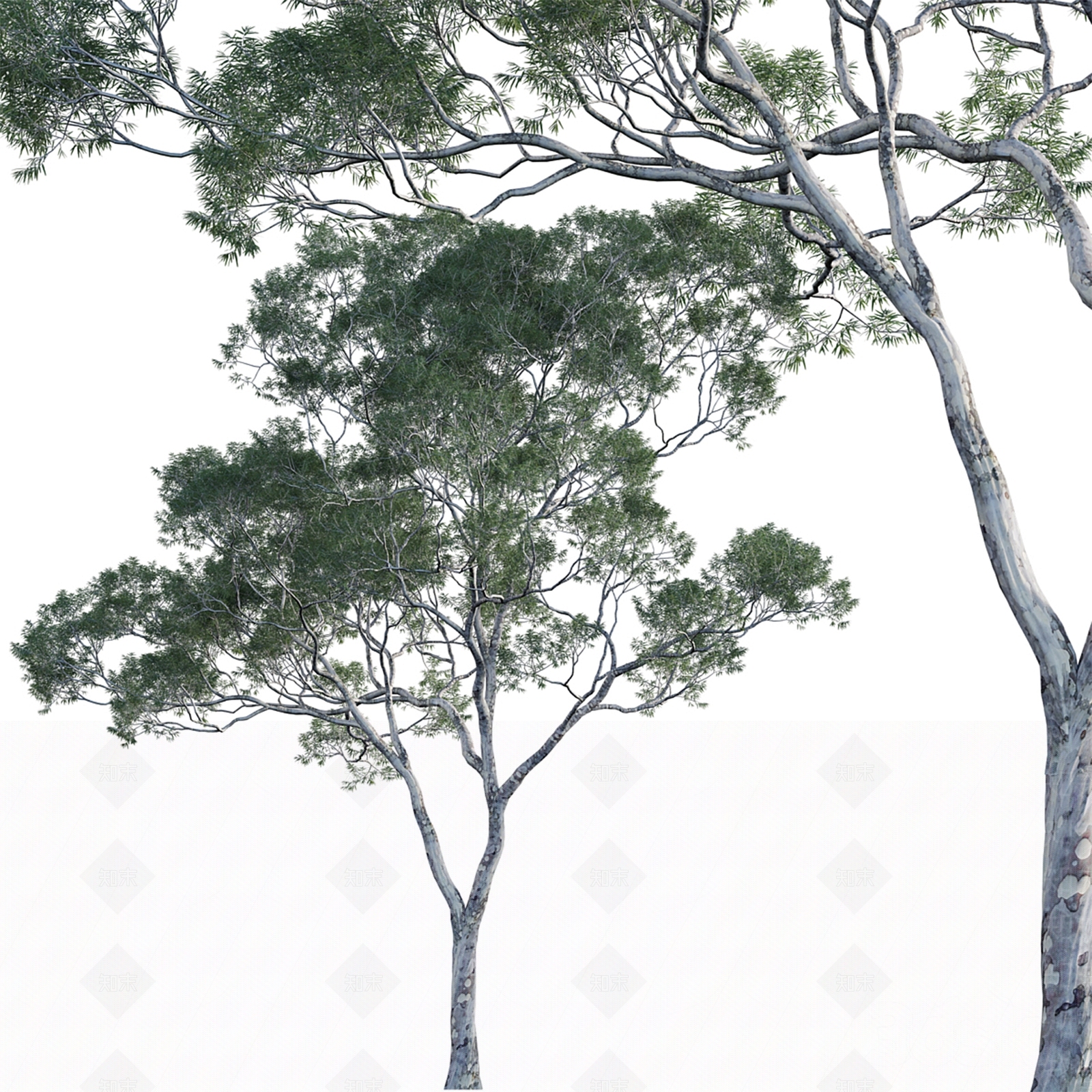 现代柳叶桉景观树3D模型下载【ID:1161231058】