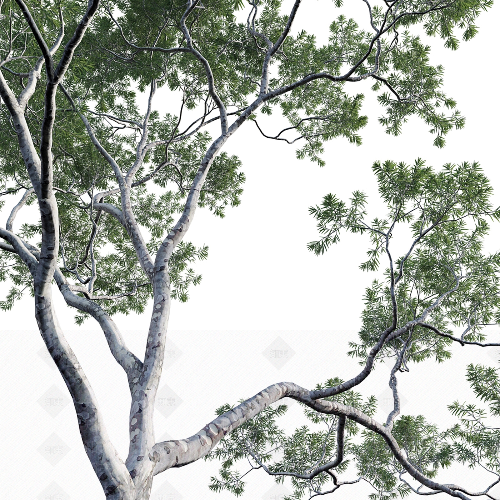 现代柳叶桉景观树3D模型下载【ID:1161231058】