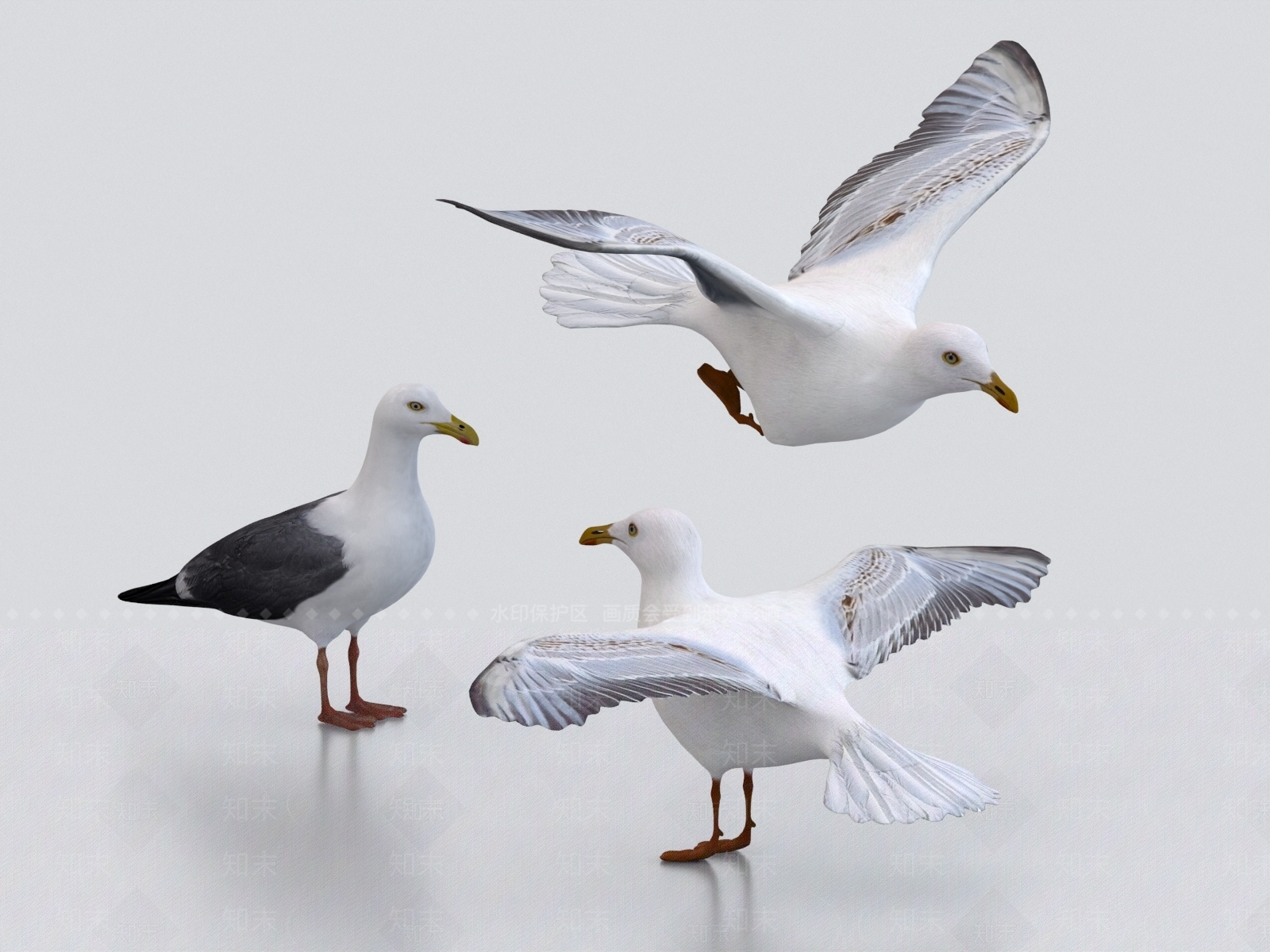 海鸥3D模型下载【ID:1161237272】
