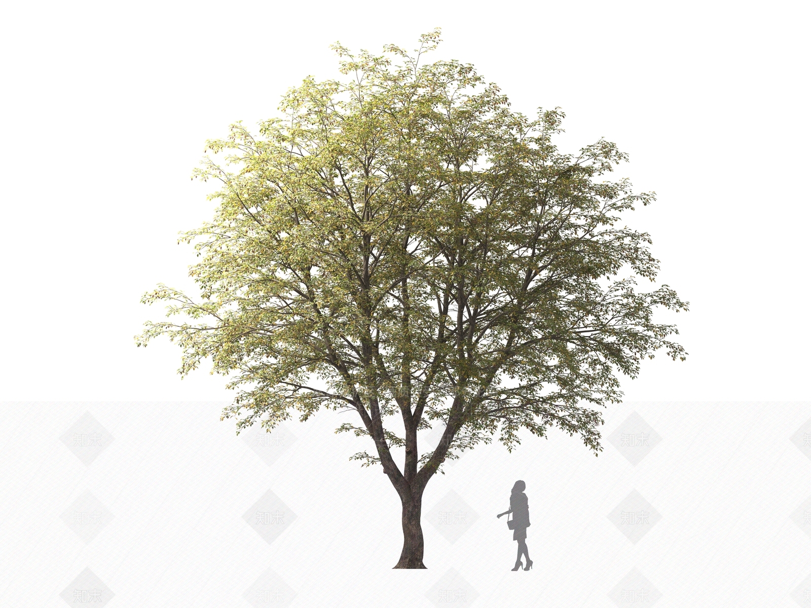 乔木3D模型下载【ID:1161320847】