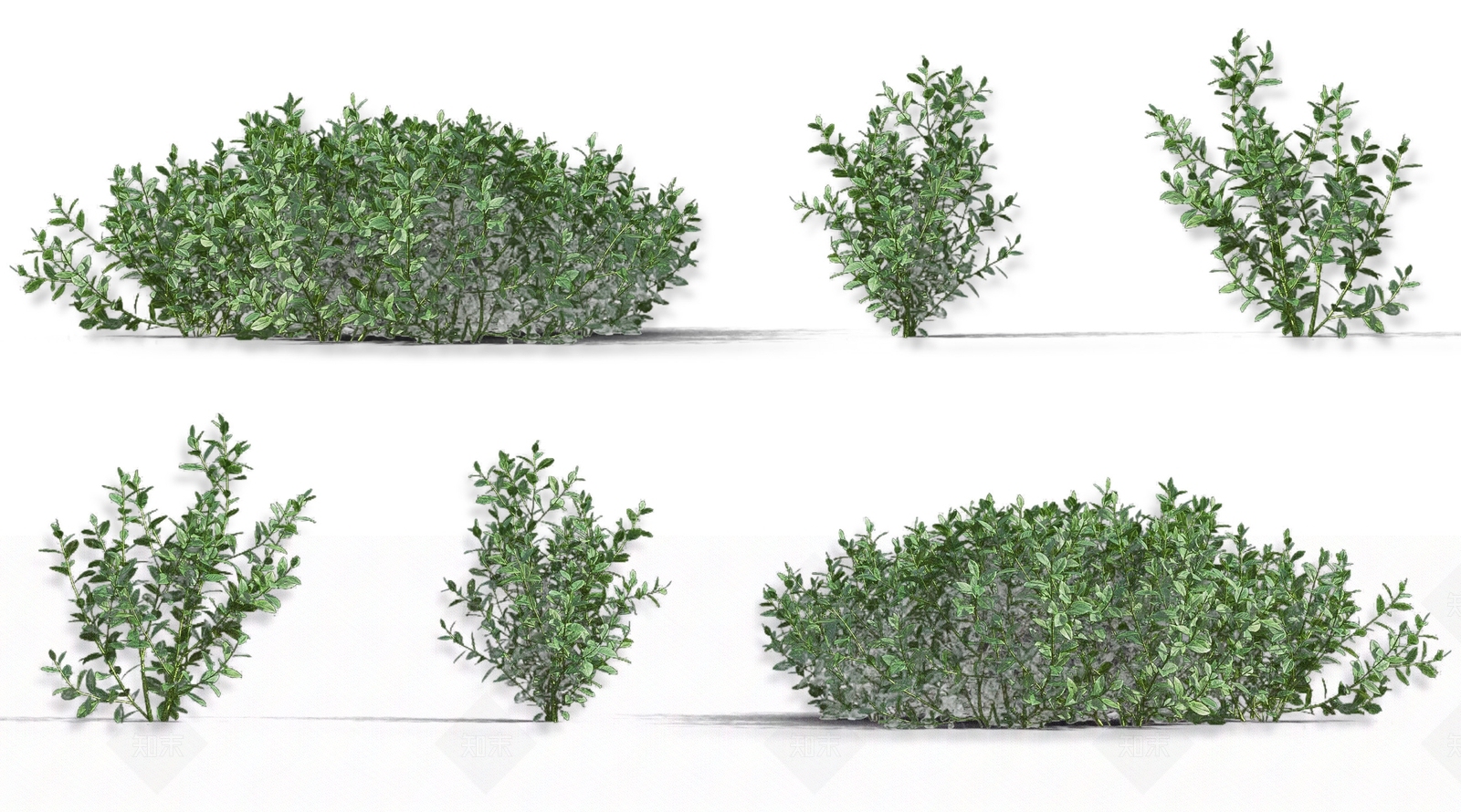 现代越橘蓝莓果树3D模型下载【ID:1161325391】