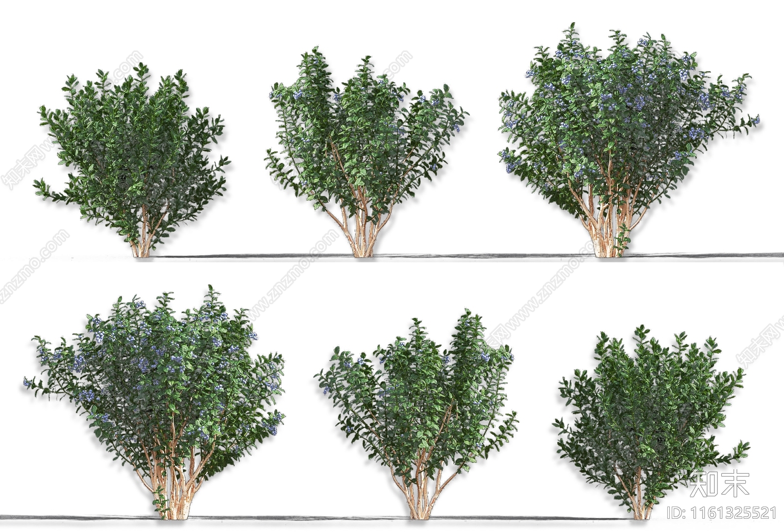 现代越橘蓝莓果树常绿灌木SU模型下载【ID:1161325521】