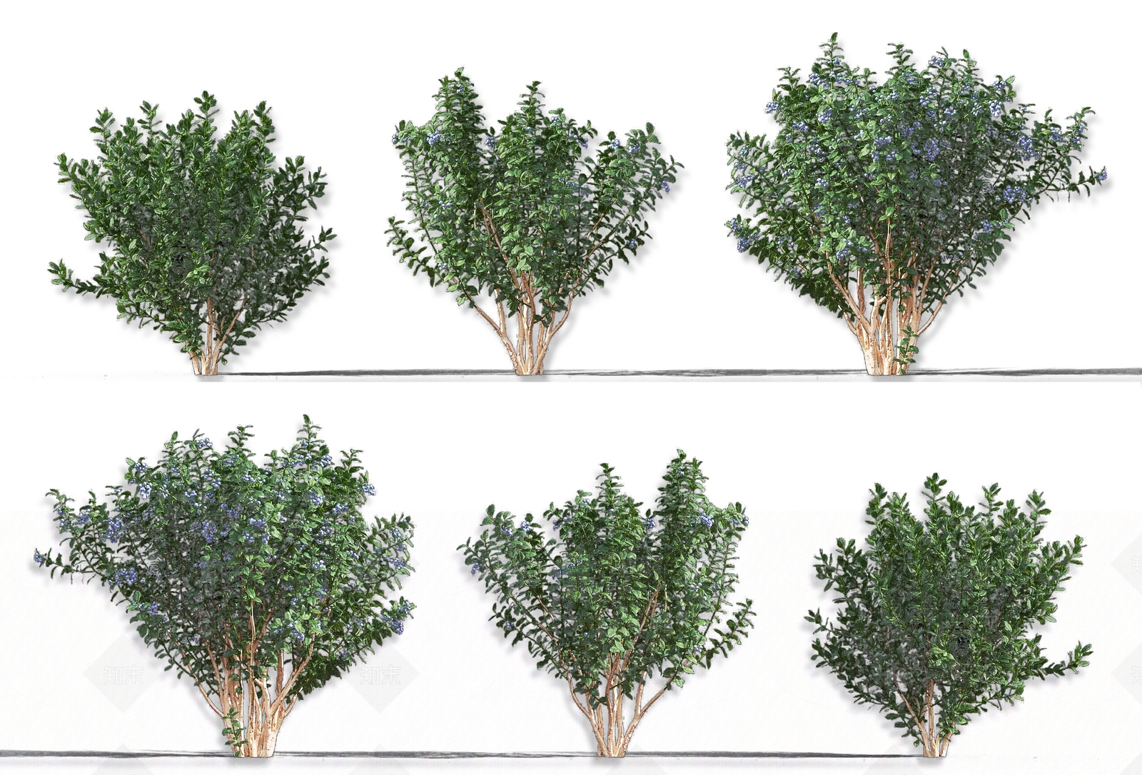 现代越橘蓝莓果树常绿灌木3D模型下载【ID:1161325527】