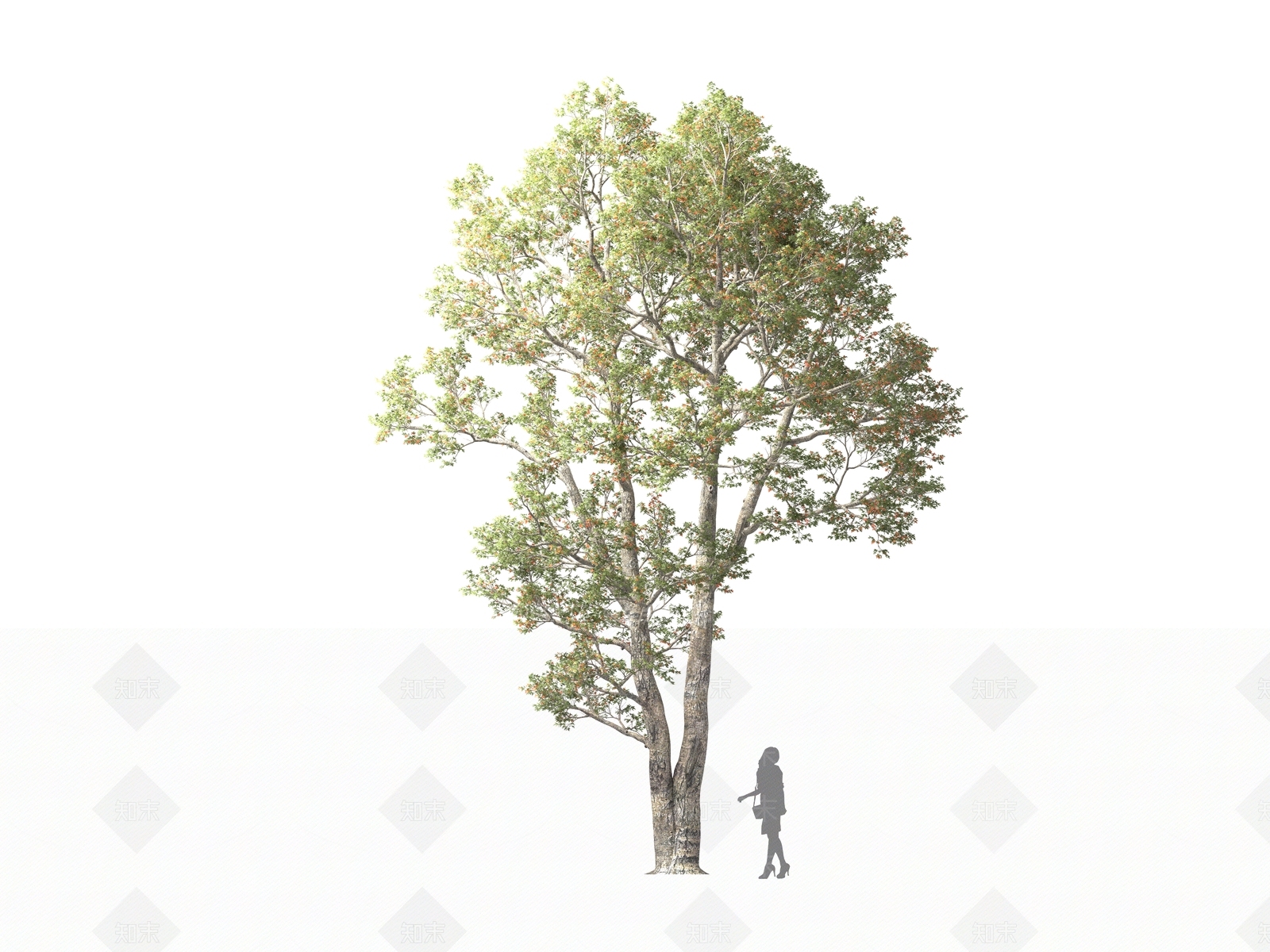 现代乔木3D模型下载【ID:1161326326】