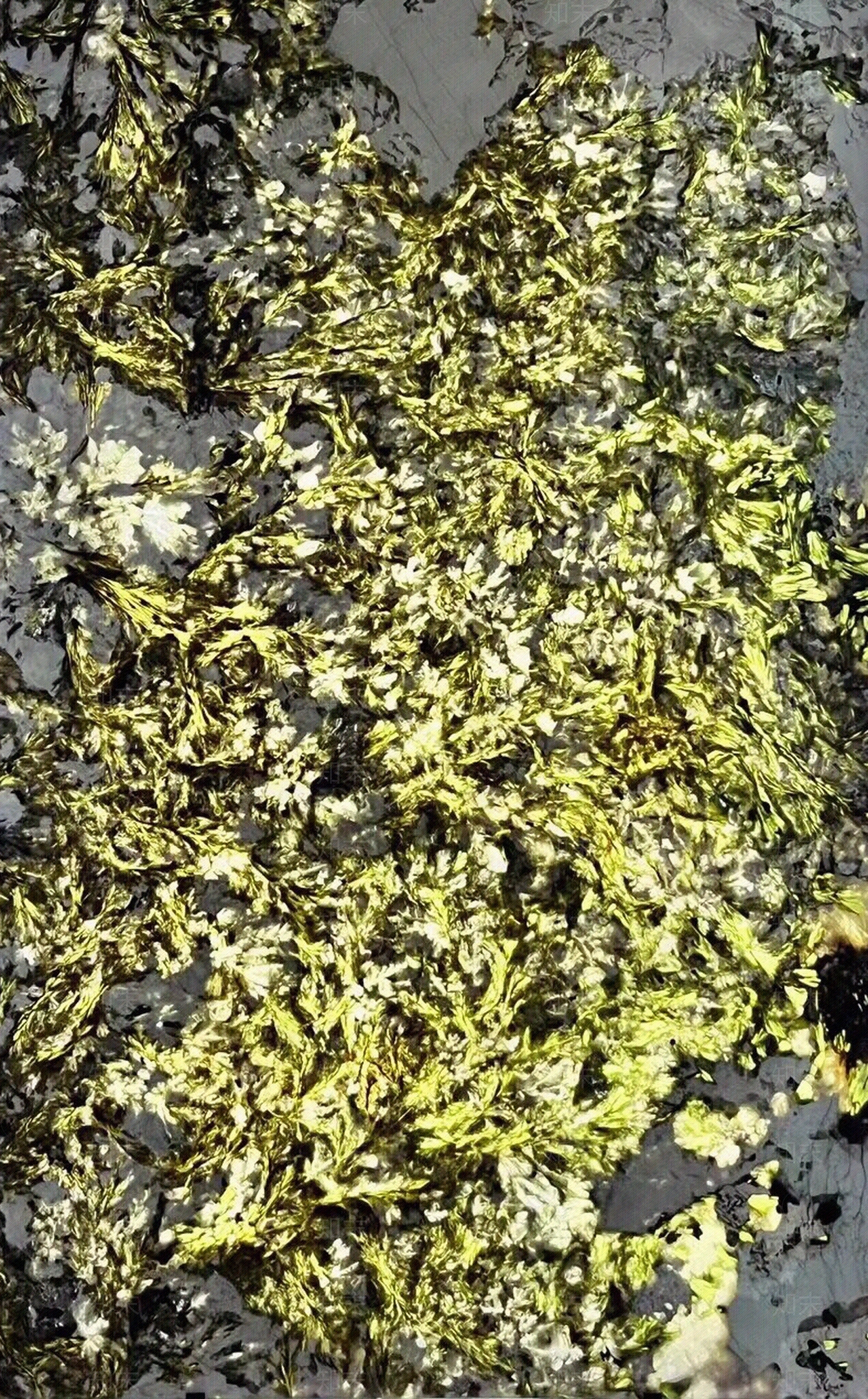 绿钻孔雀开屏奢石贴图下载【ID:1161327308】