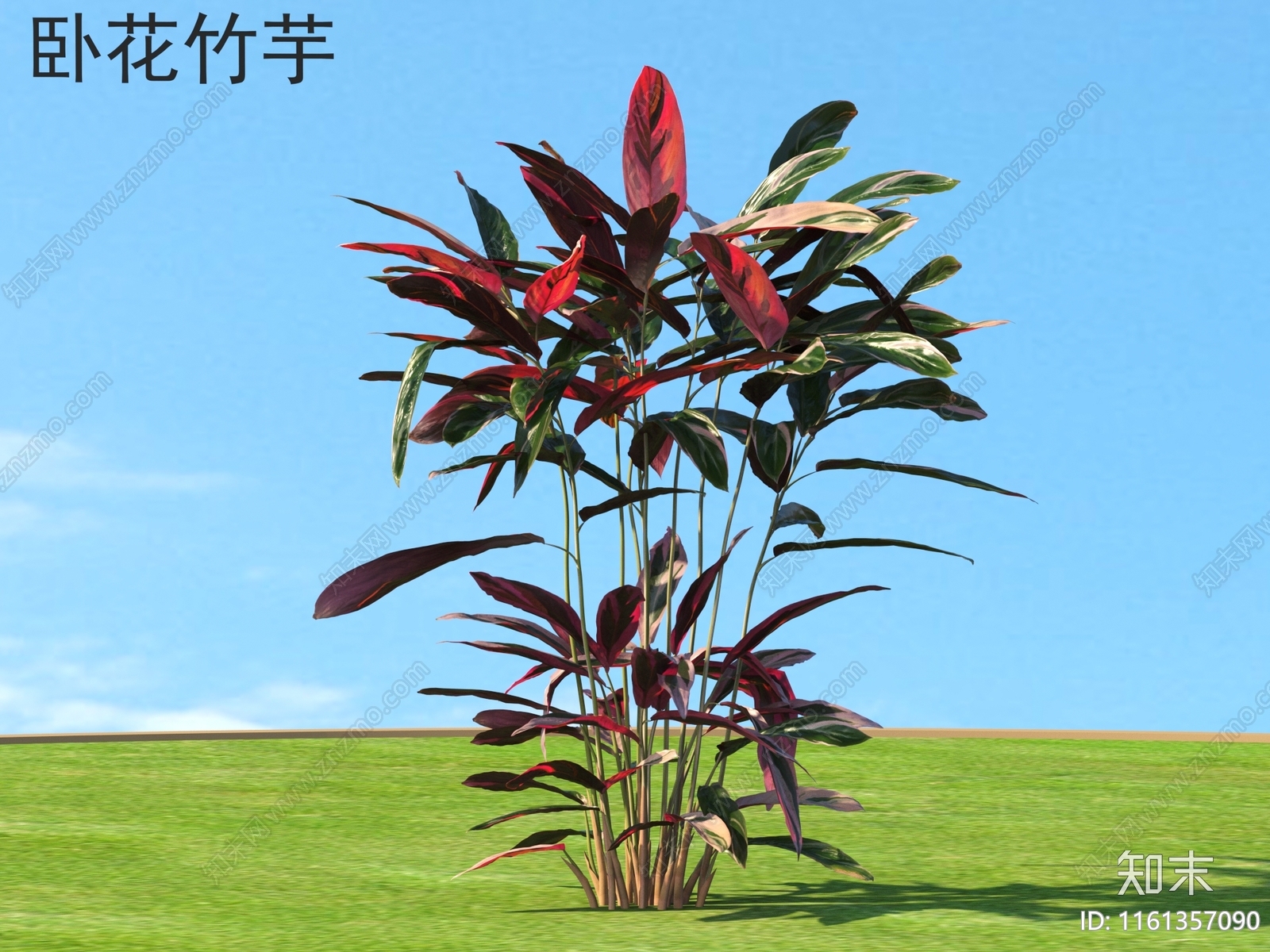 卧花竹芋3D模型下载【ID:1161357090】