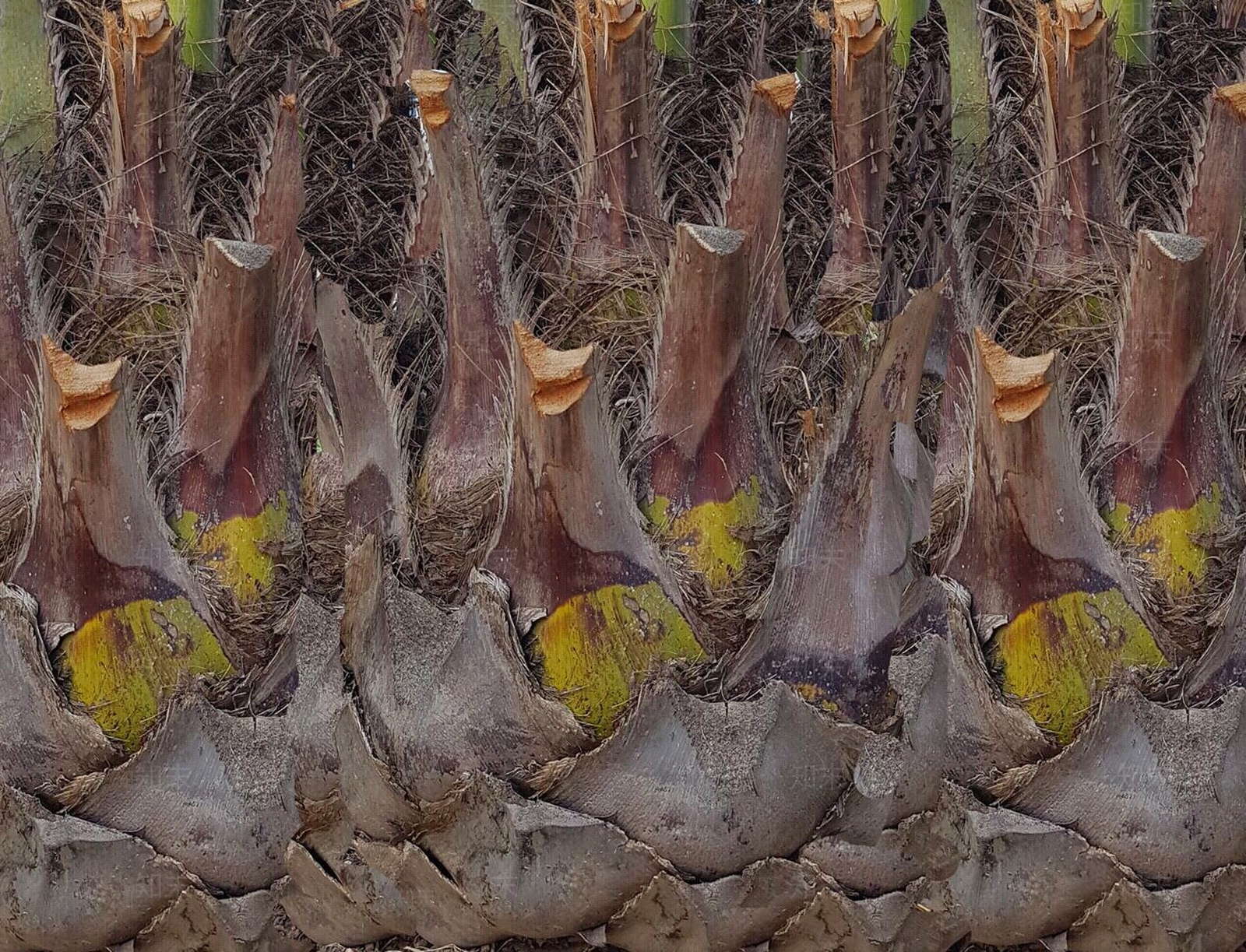 棕榈树枝贴图下载【ID:1161363136】