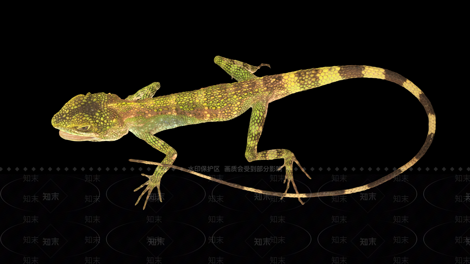 蜥蜴3D模型下载【ID:1161404375】
