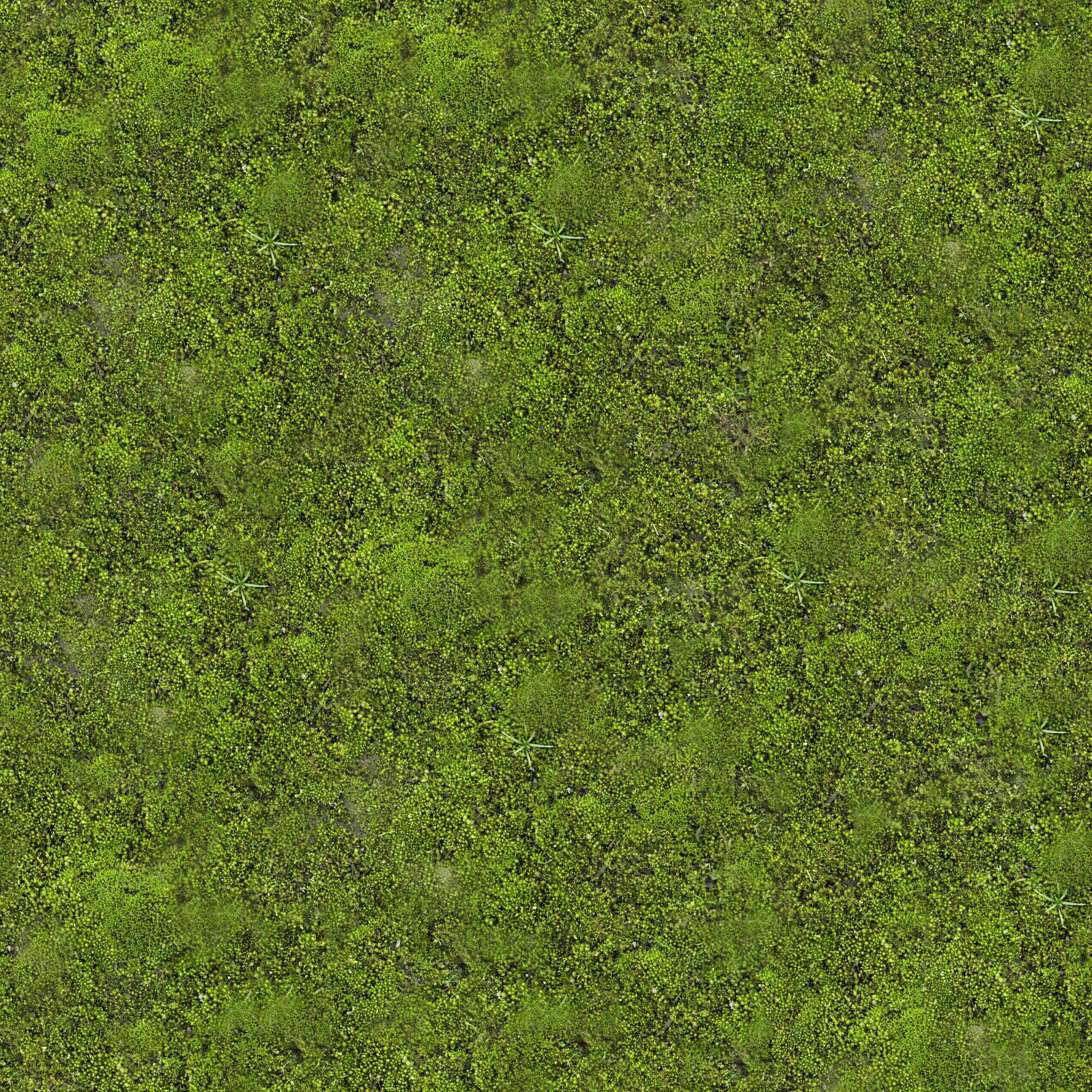 青苔贴图下载【ID:1161546401】