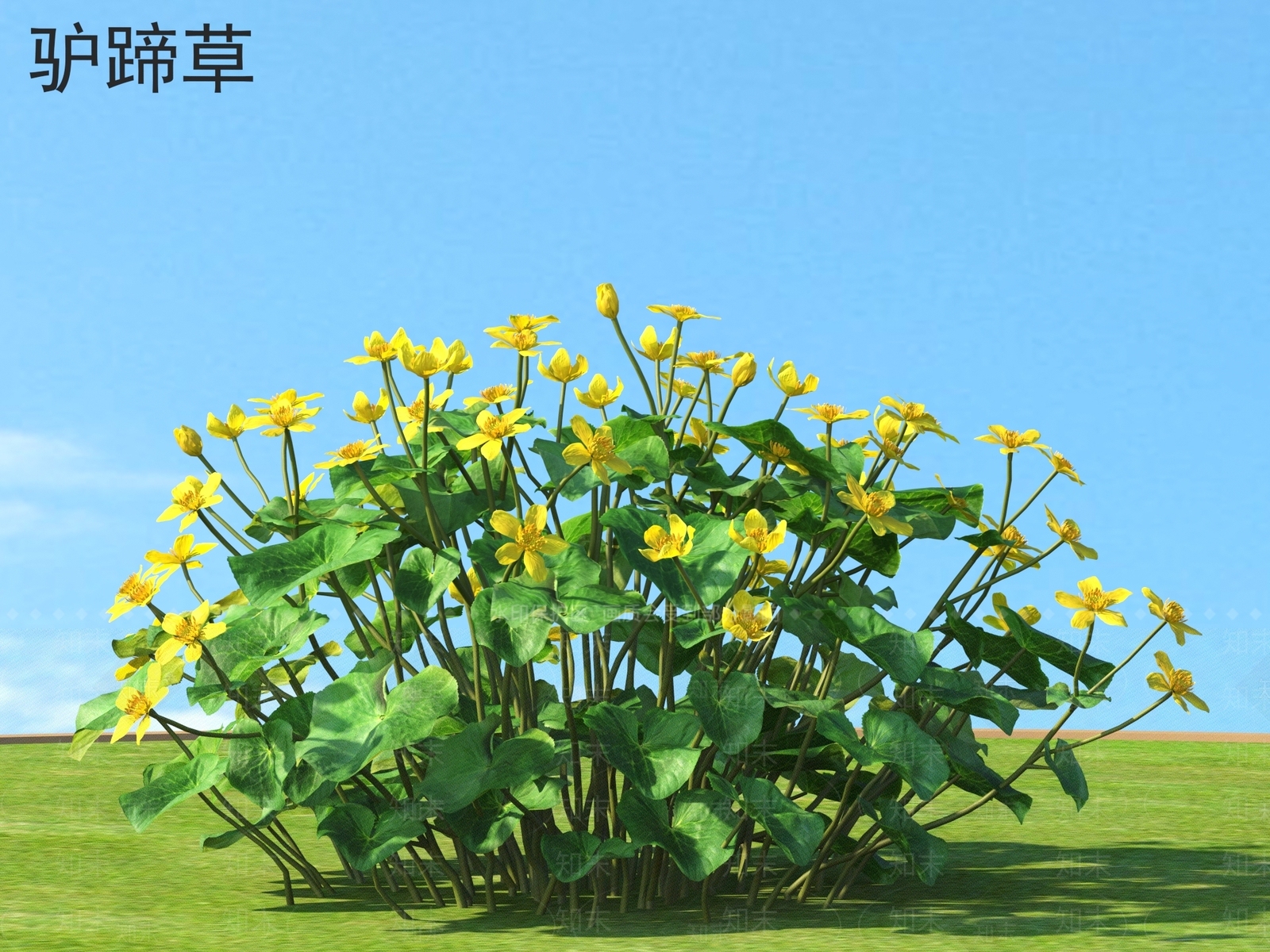 驴蹄草3D模型下载【ID:1161575227】