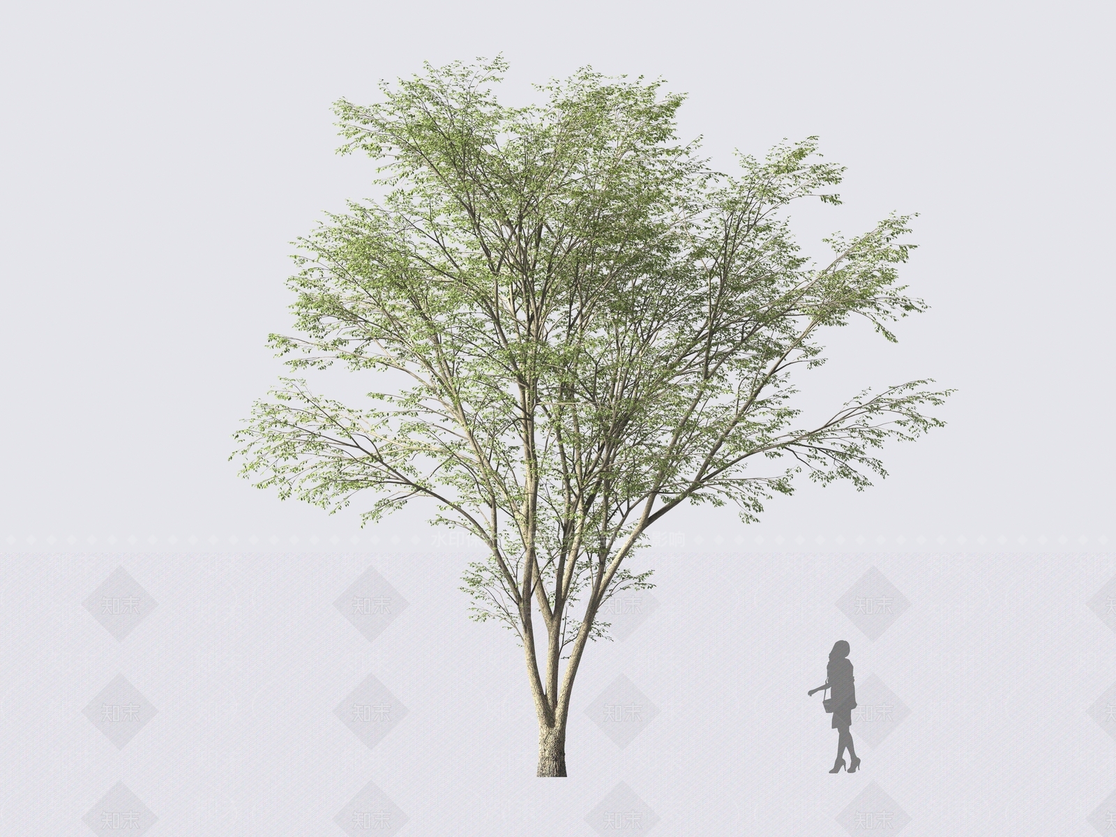 鸡爪槭3D模型下载【ID:1161614128】