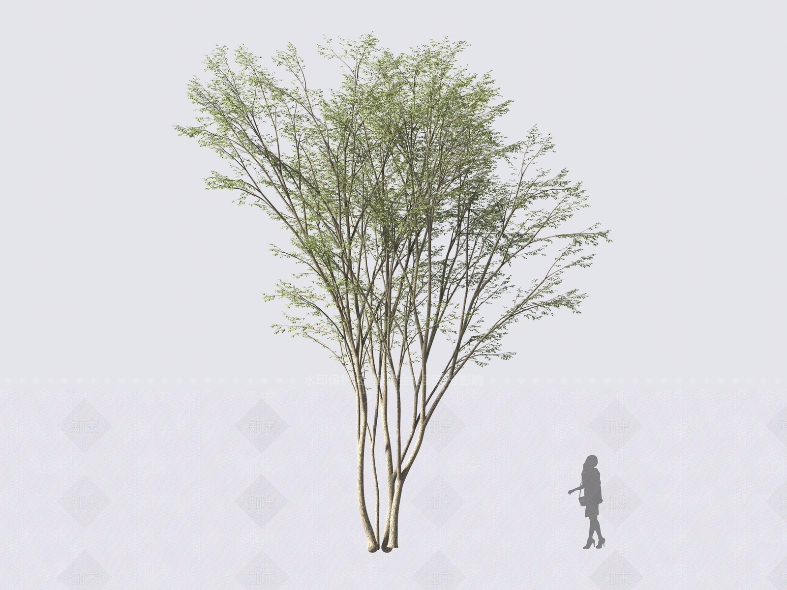 鸡爪槭3D模型下载【ID:1161614129】