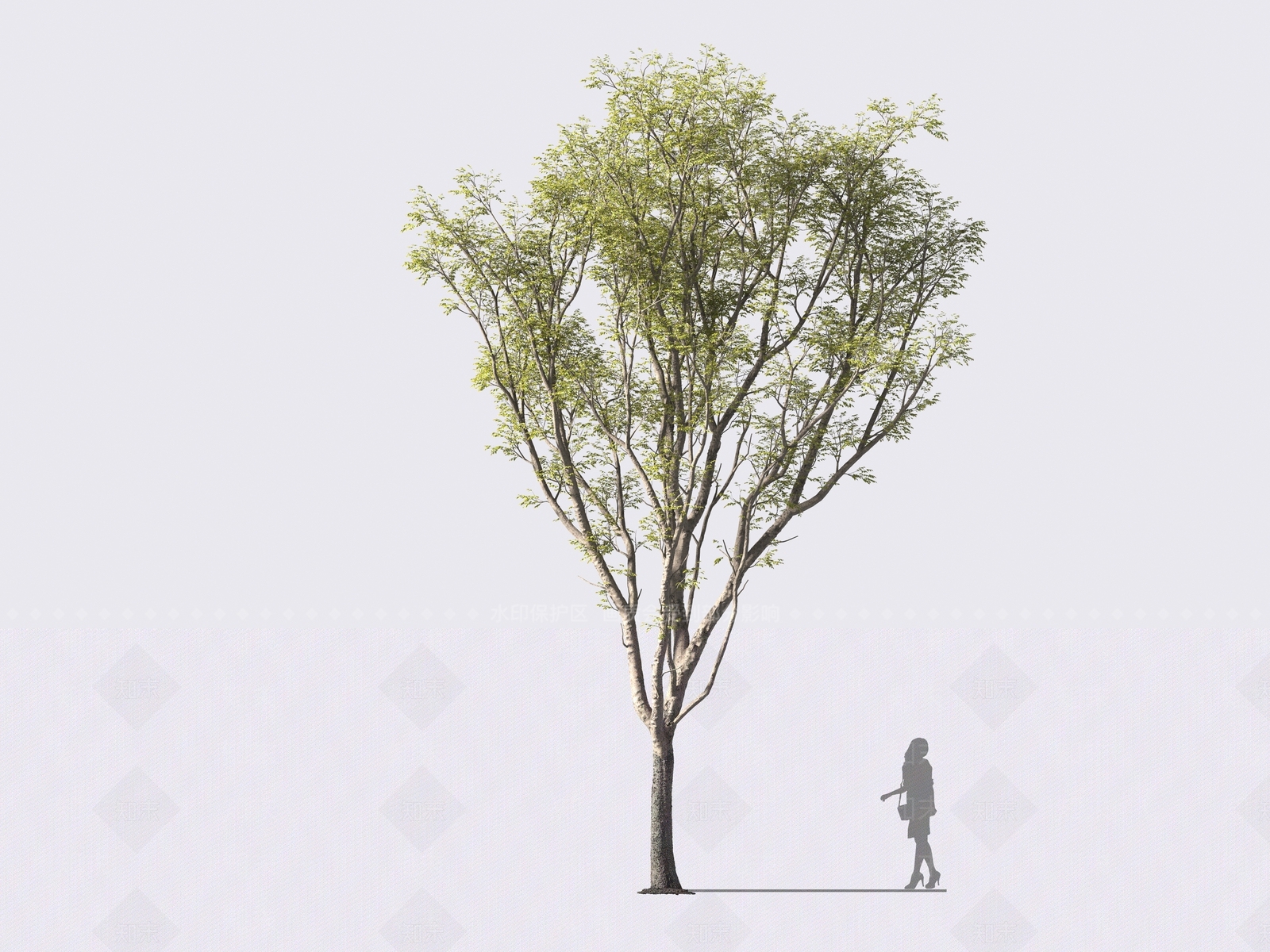 鸡爪槭3D模型下载【ID:1161614720】
