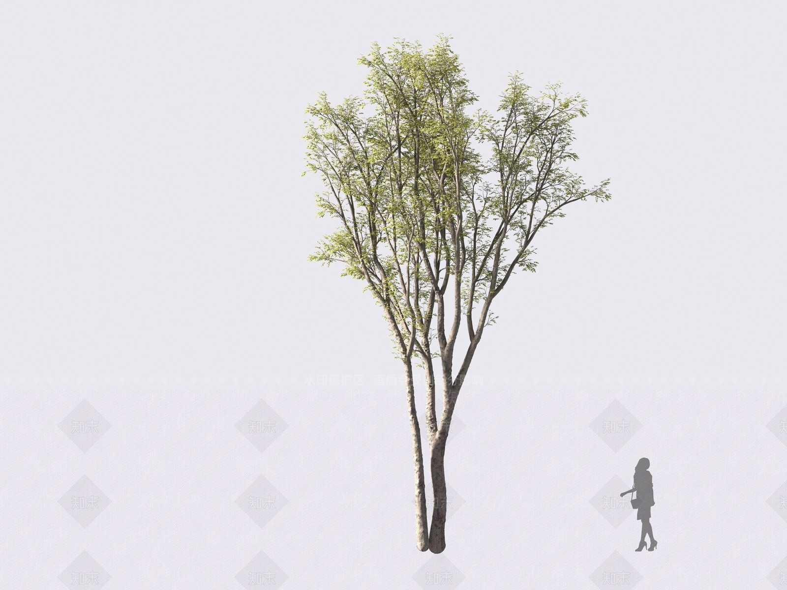 鸡爪槭3D模型下载【ID:1161614766】