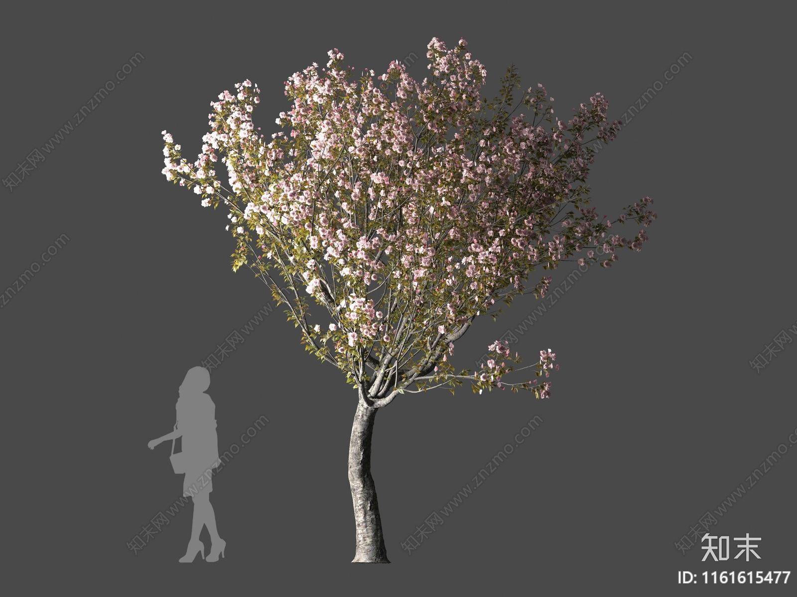 樱花树3D模型下载【ID:1161615477】