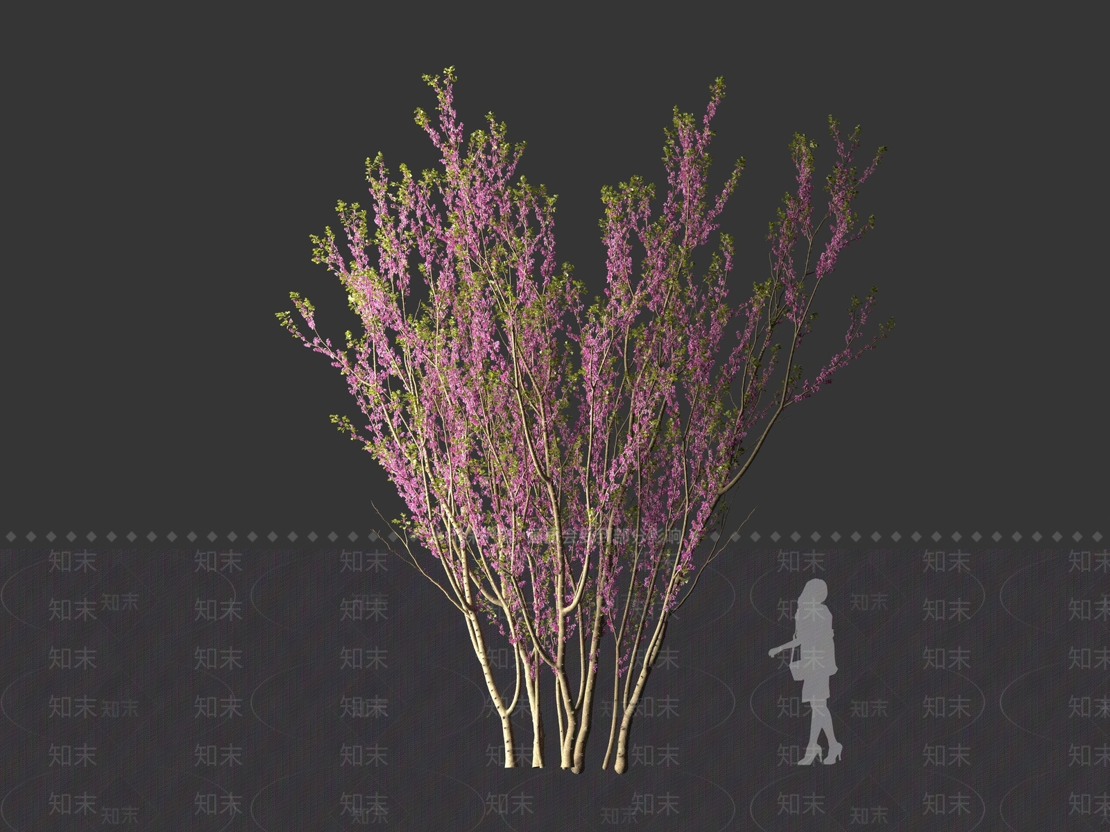 现代紫荆树3D模型下载【ID:1161619454】