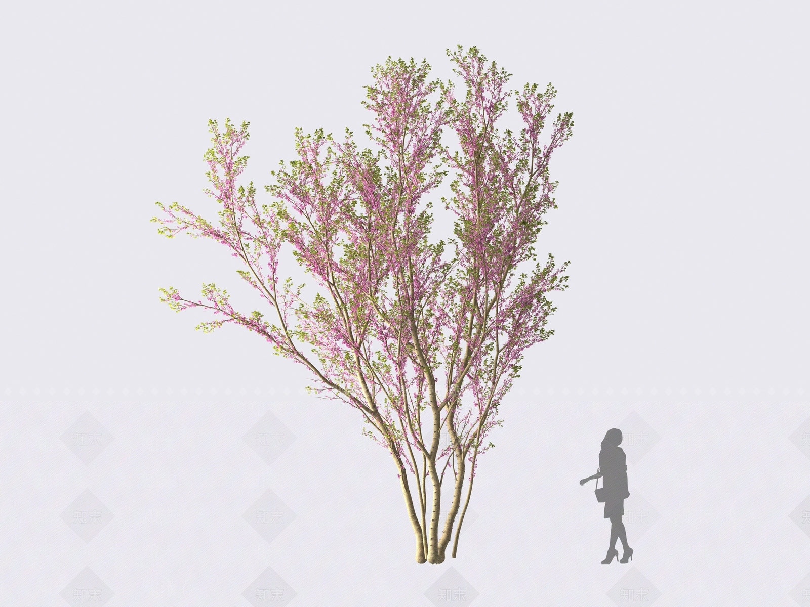 现代紫荆树3D模型下载【ID:1161619439】