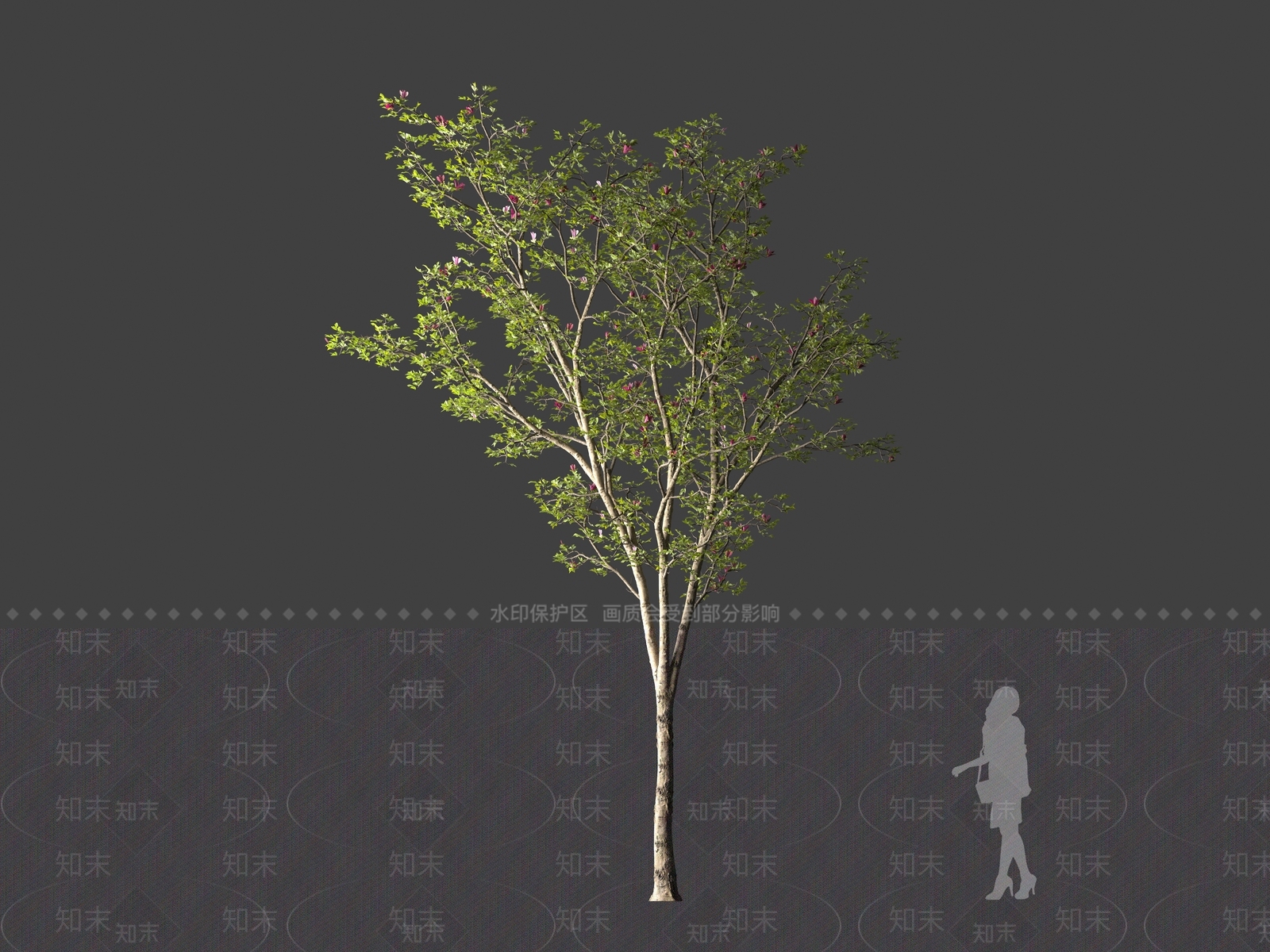 紫玉兰3D模型下载【ID:1161619828】