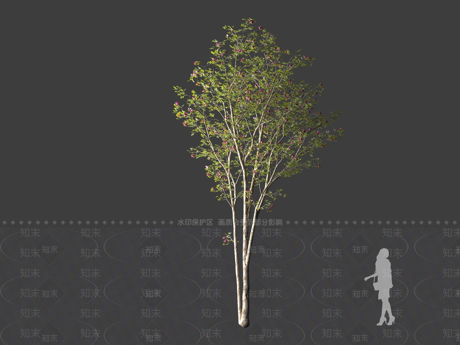 紫玉兰3D模型下载【ID:1161619971】