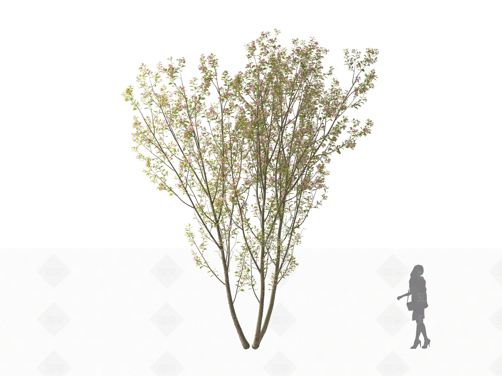 垂丝海棠3D模型下载【ID:1161620278】