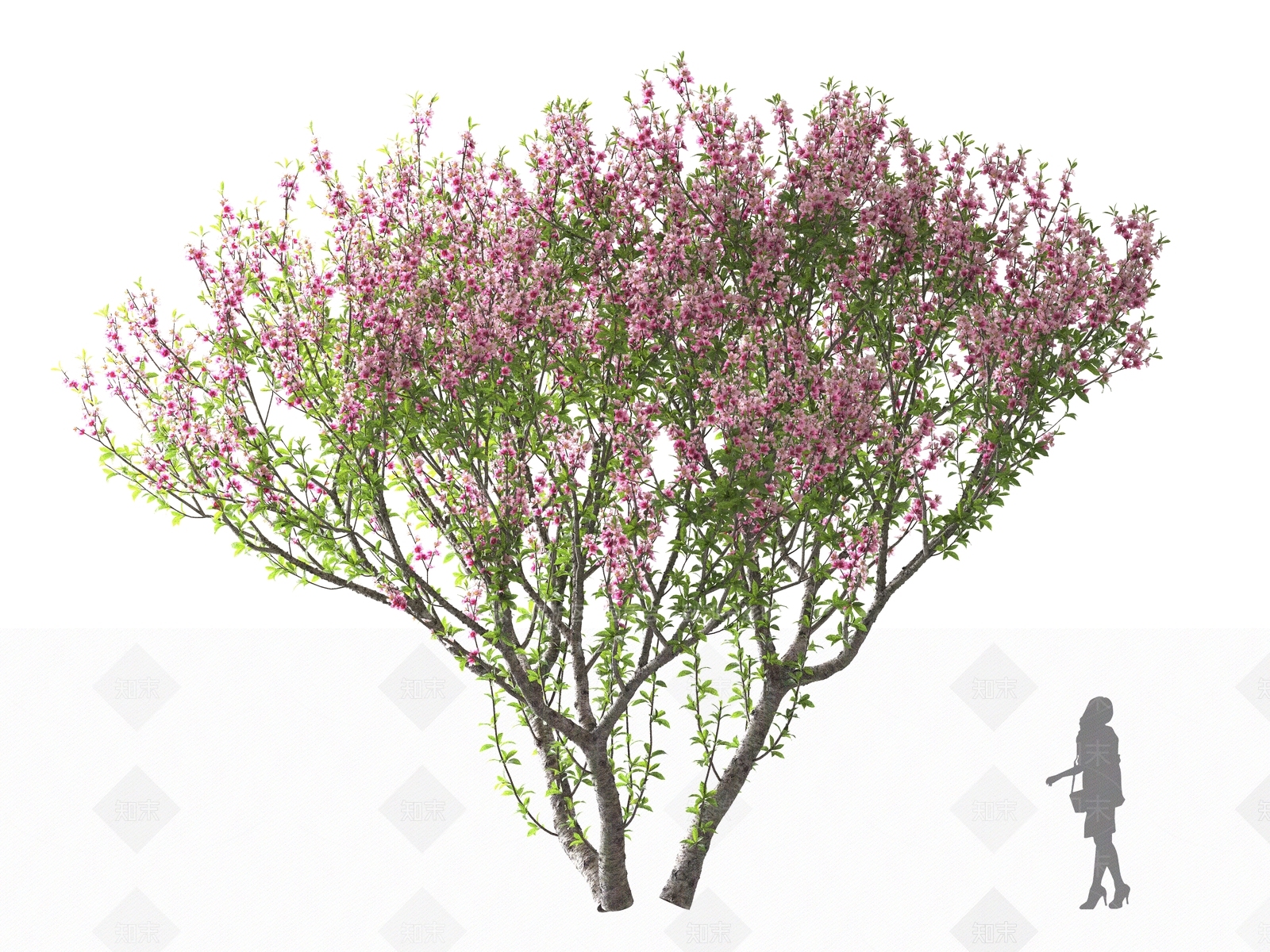 桃树3D模型下载【ID:1161621928】