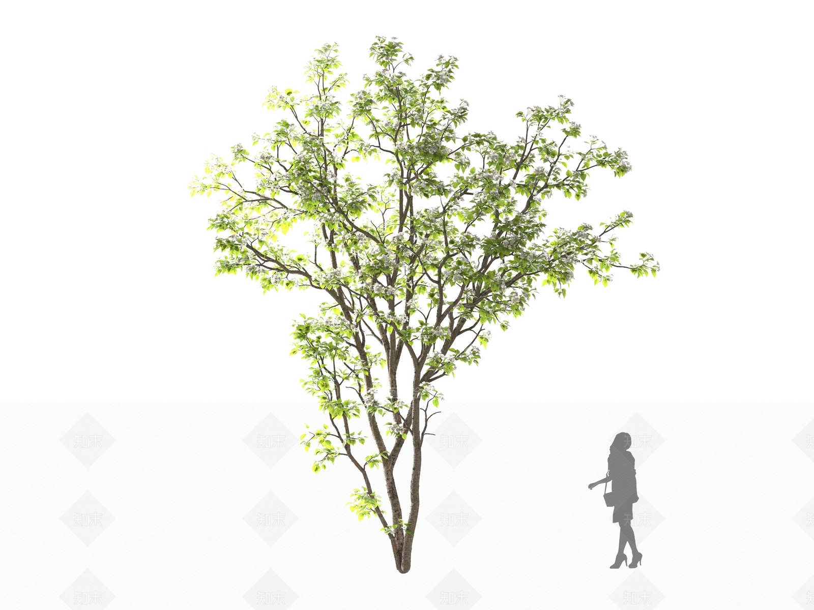梨树3D模型下载【ID:1161622649】