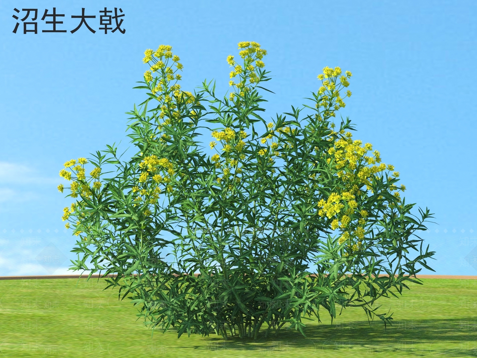 沼生大戟3D模型下载【ID:1161659989】