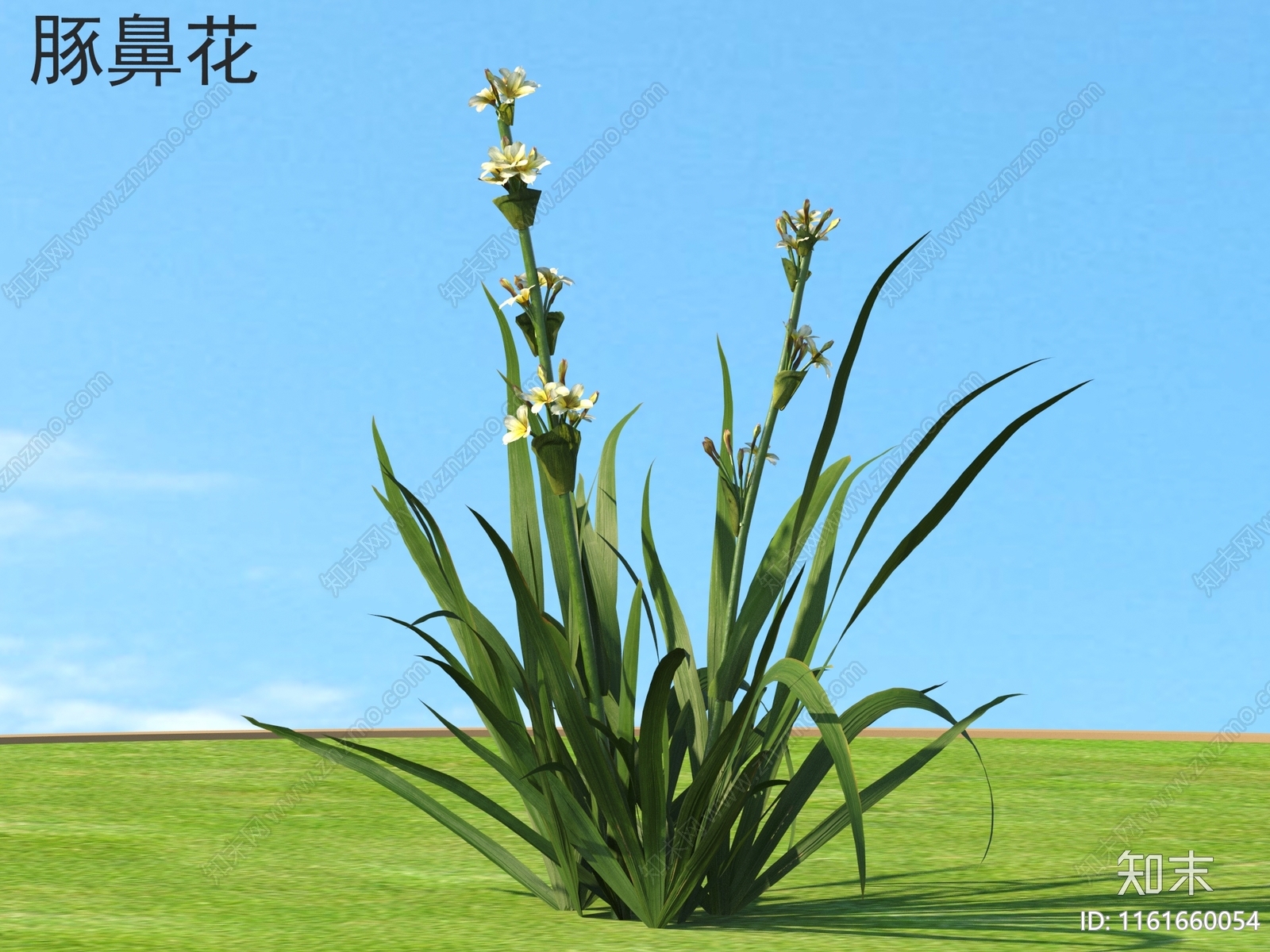 豚鼻花3D模型下载【ID:1161660054】