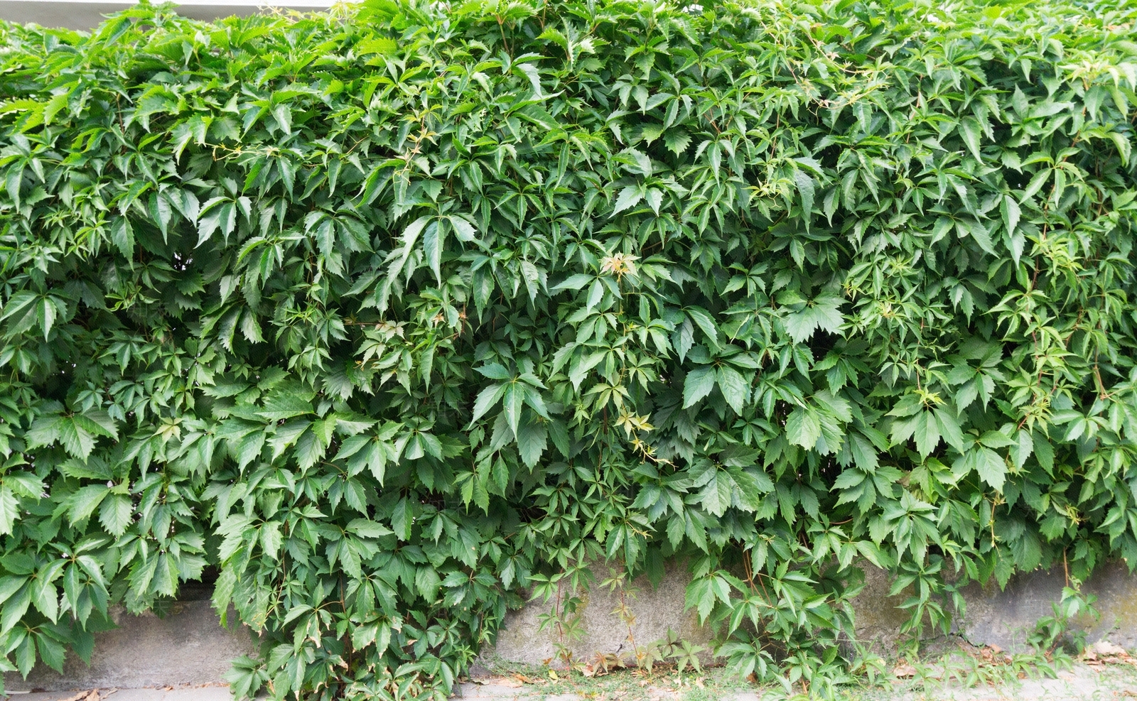 绿色爬墙植物贴图下载【ID:1161674134】