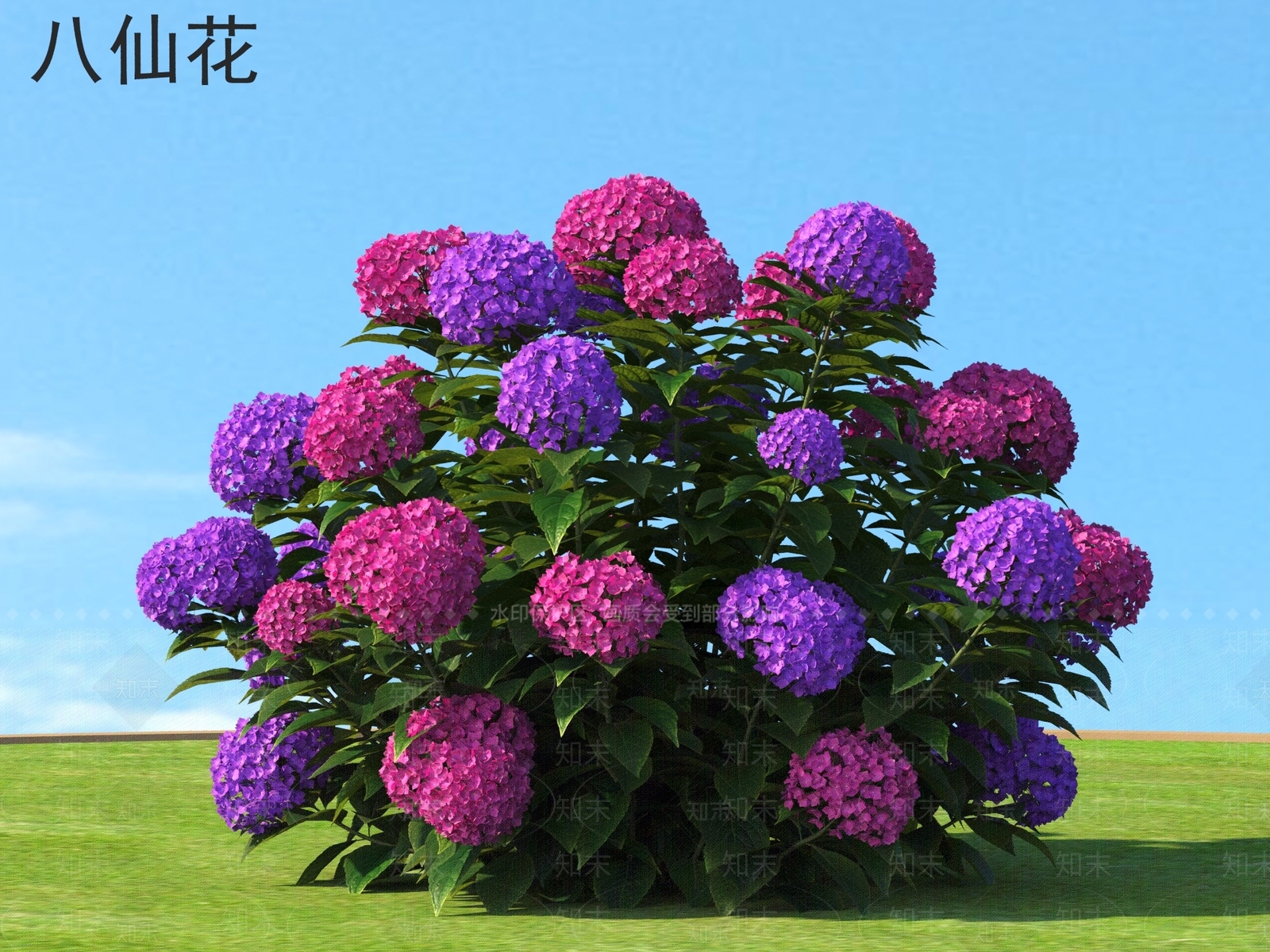 八仙花花草灌木3D模型下载【ID:1161680171】