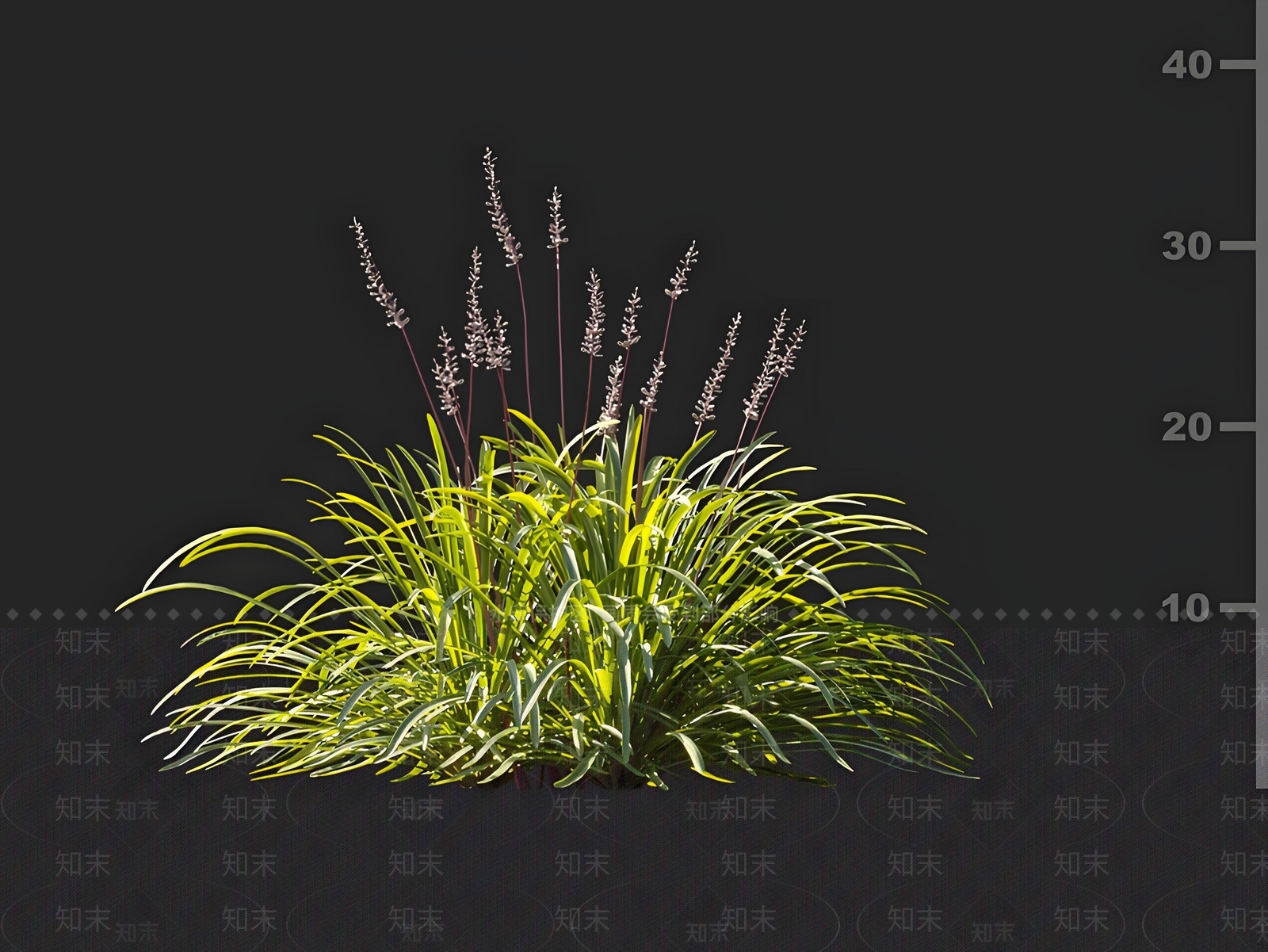 山麦冬草3D模型下载【ID:1161726114】