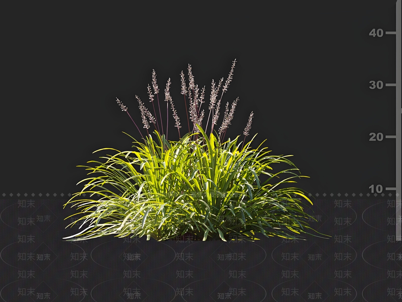 山麦冬草3D模型下载【ID:1161726231】