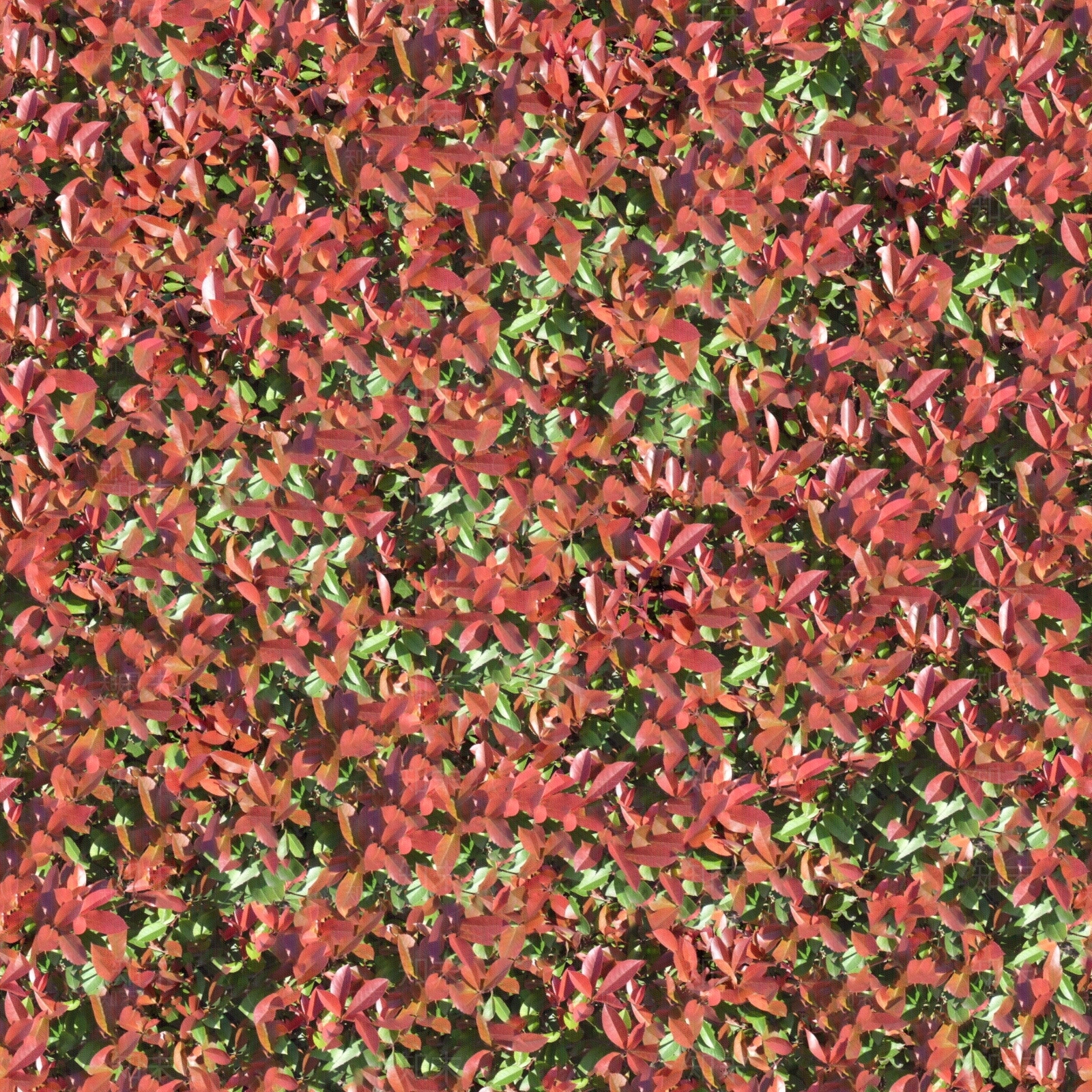 无缝植物灌木红叶石楠贴图下载【ID:1161728191】