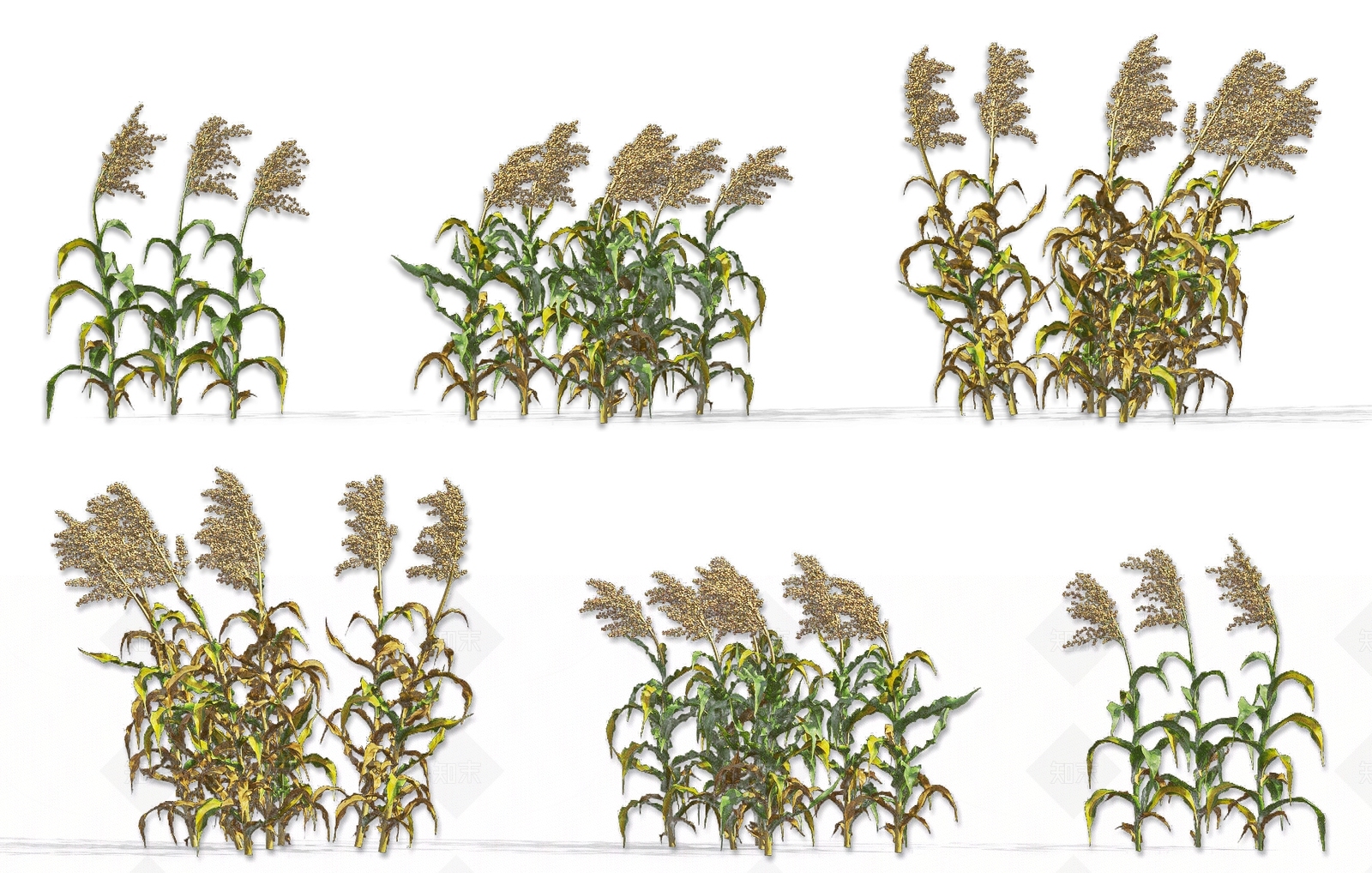 现代高粱秸秆农作物灌木草本植物SU模型下载【ID:1161735342】