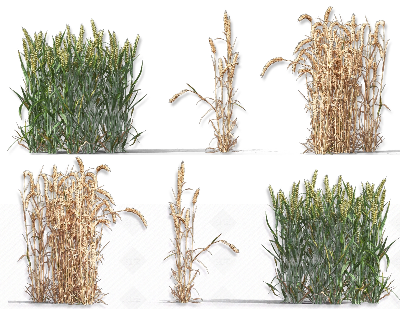 现代小麦农作物植物3D模型下载【ID:1161736546】