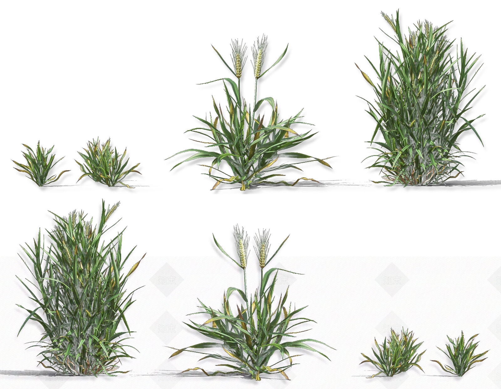 现代小麦农作物植物3D模型下载【ID:1161736631】