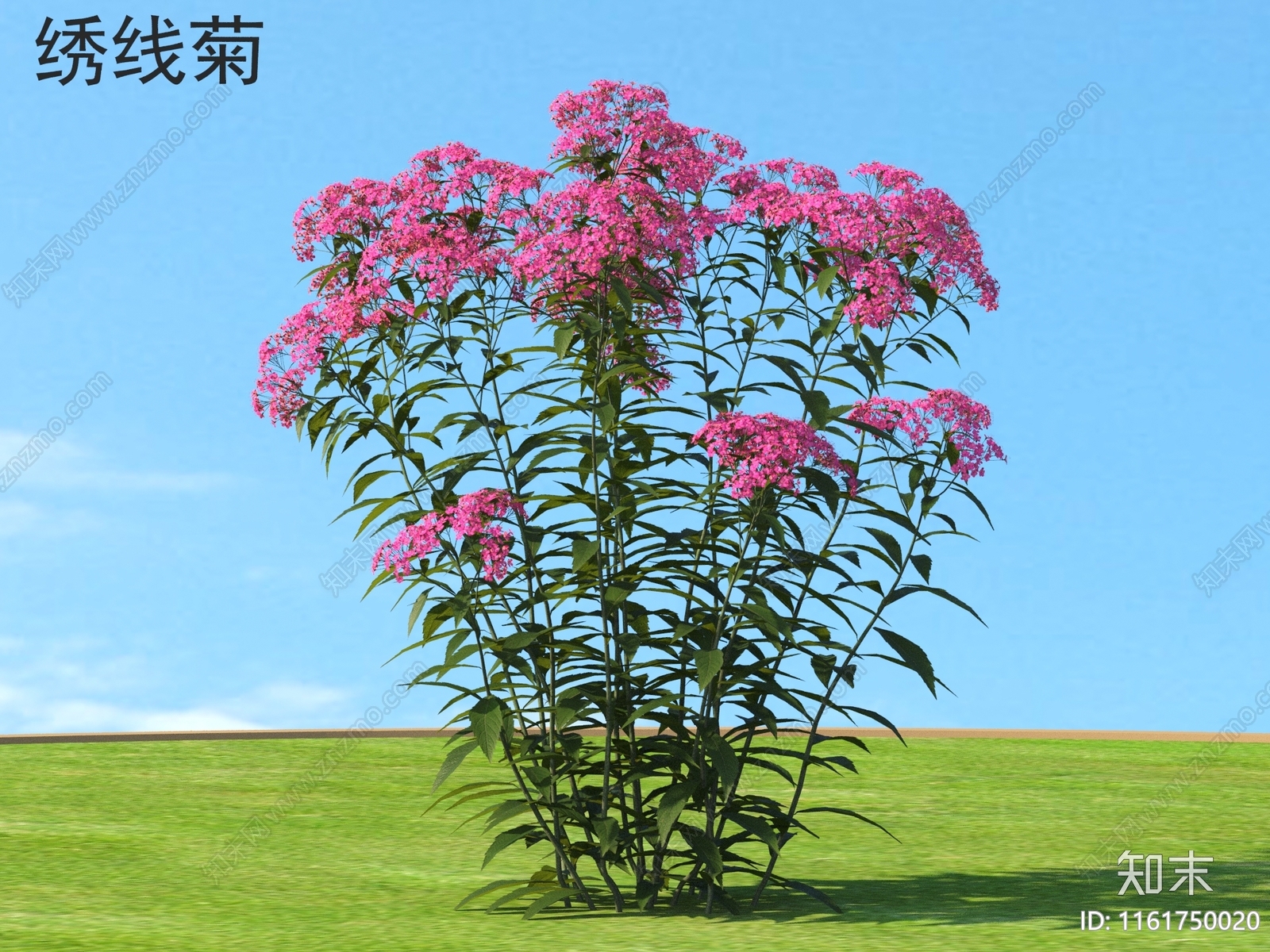 绣线菊3D模型下载【ID:1161750020】