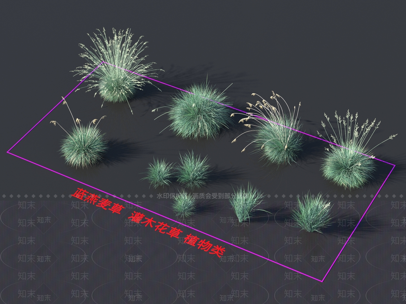 蓝燕麦草3D模型下载【ID:1161799492】