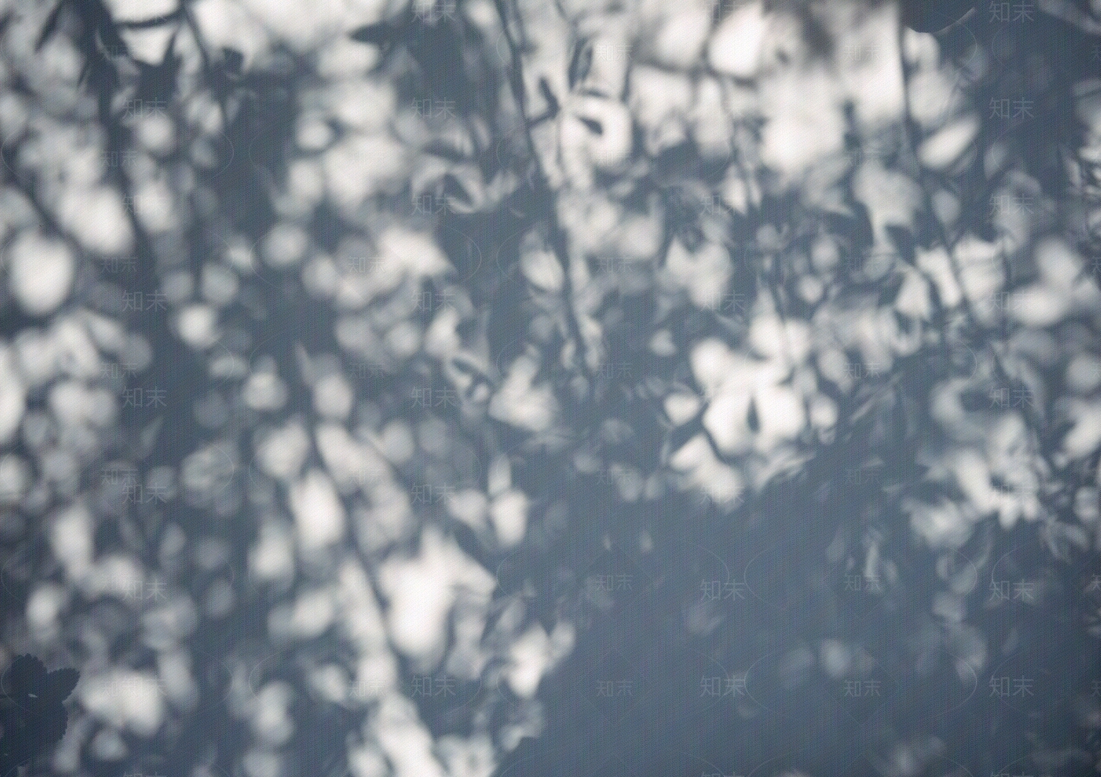 围墙斑驳树影倒影贴图下载【ID:1161826845】