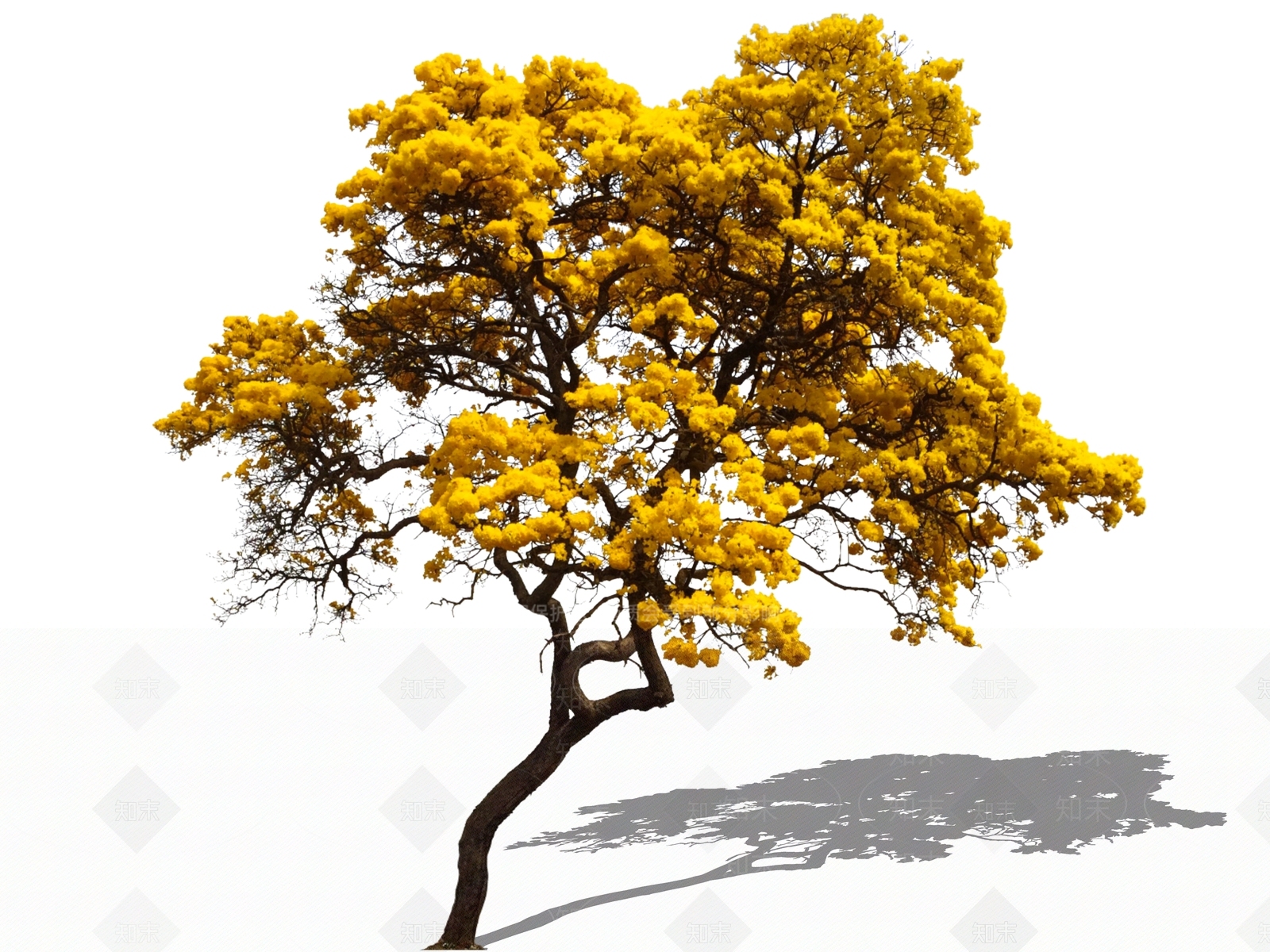 2D开花乔木弯杆黄花风铃木SU模型下载【ID:1161913398】
