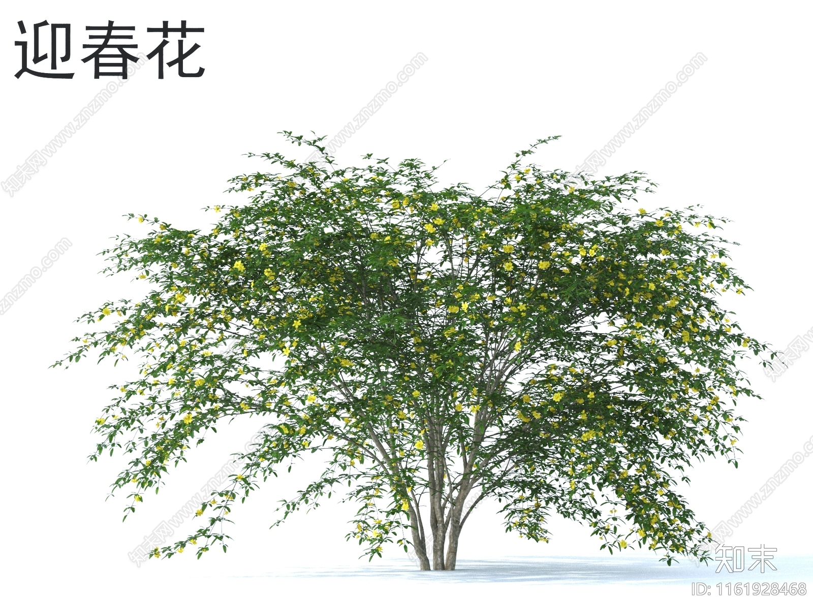 迎春花3D模型下载【ID:1161928468】