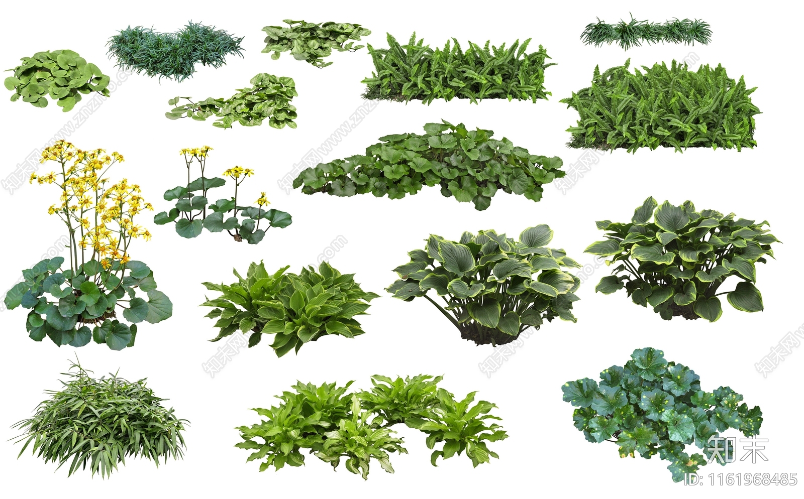 地被植物设计素材精品下载_知末网