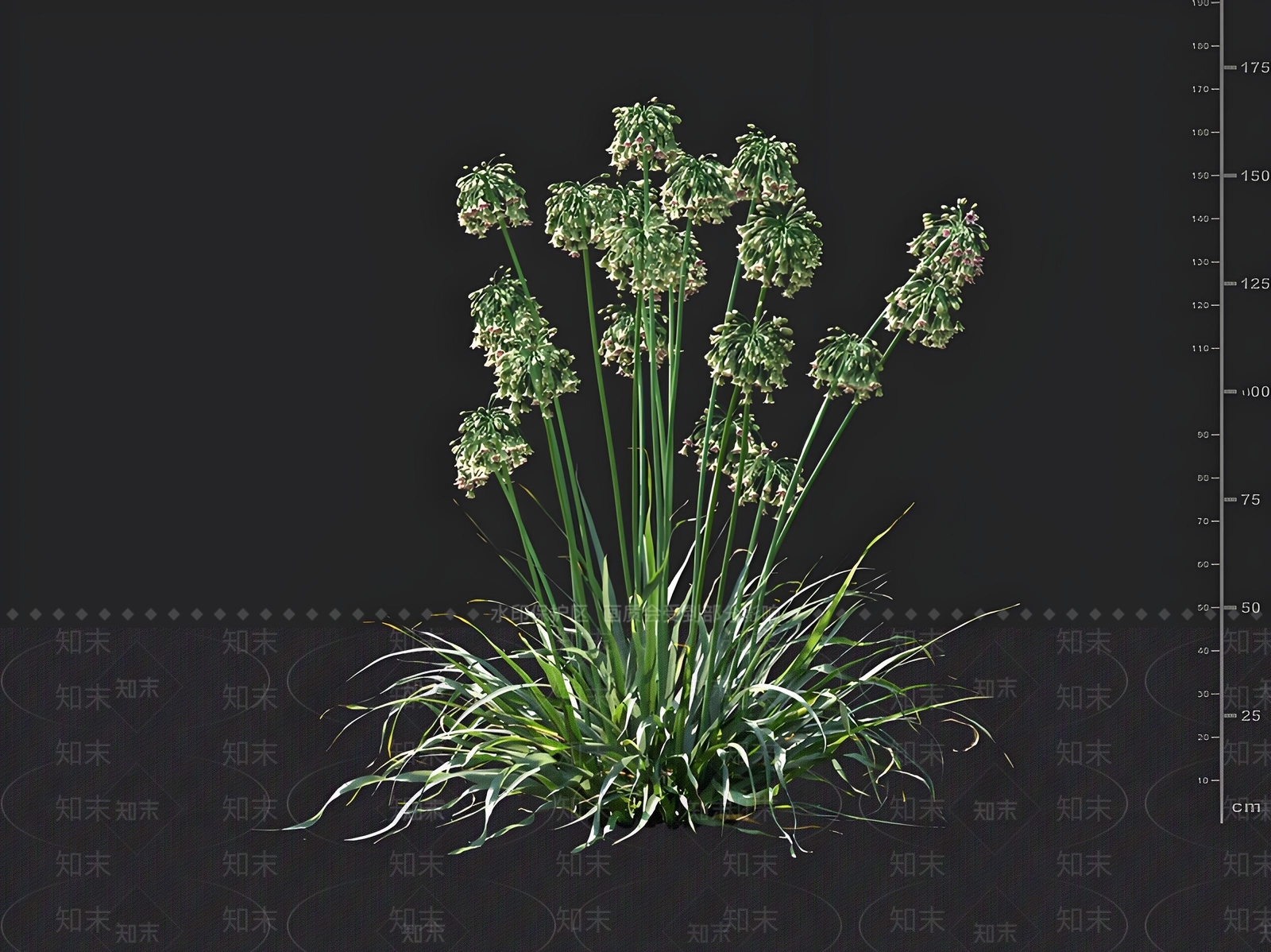 蜜百合3D模型下载【ID:1162006554】