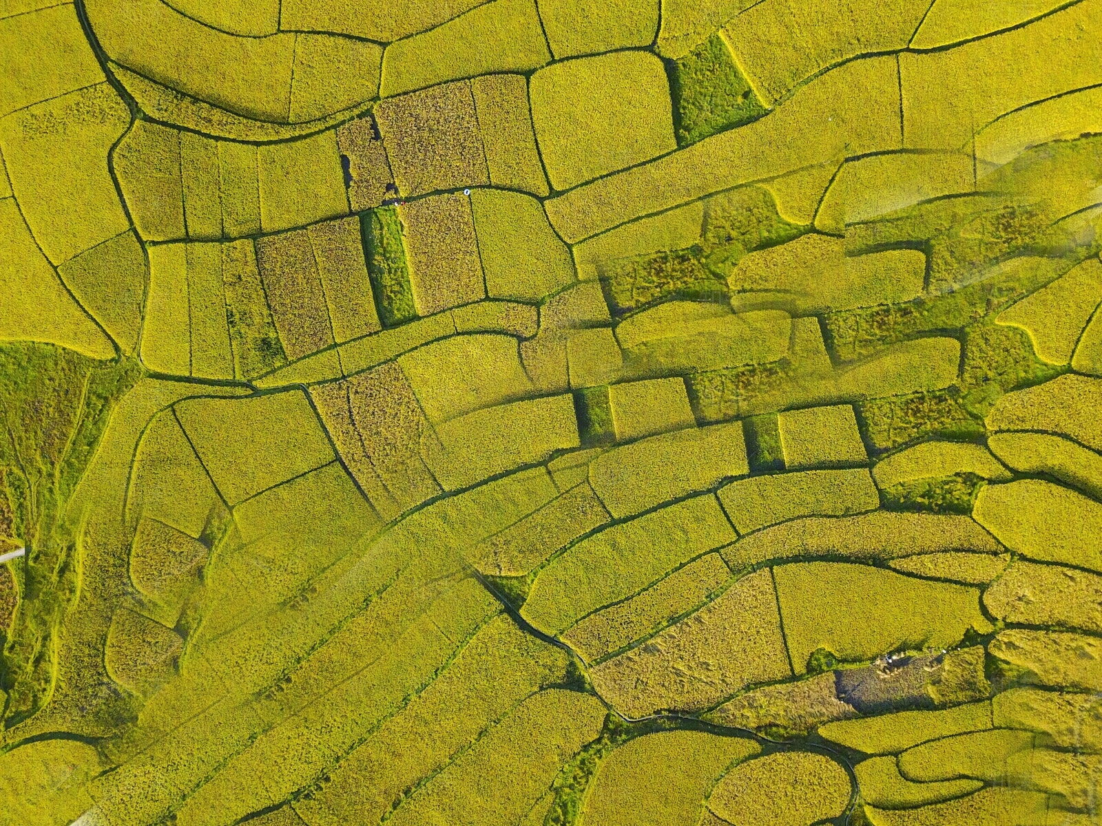 彩平图稻田素材png贴图下载【ID:1162021192】