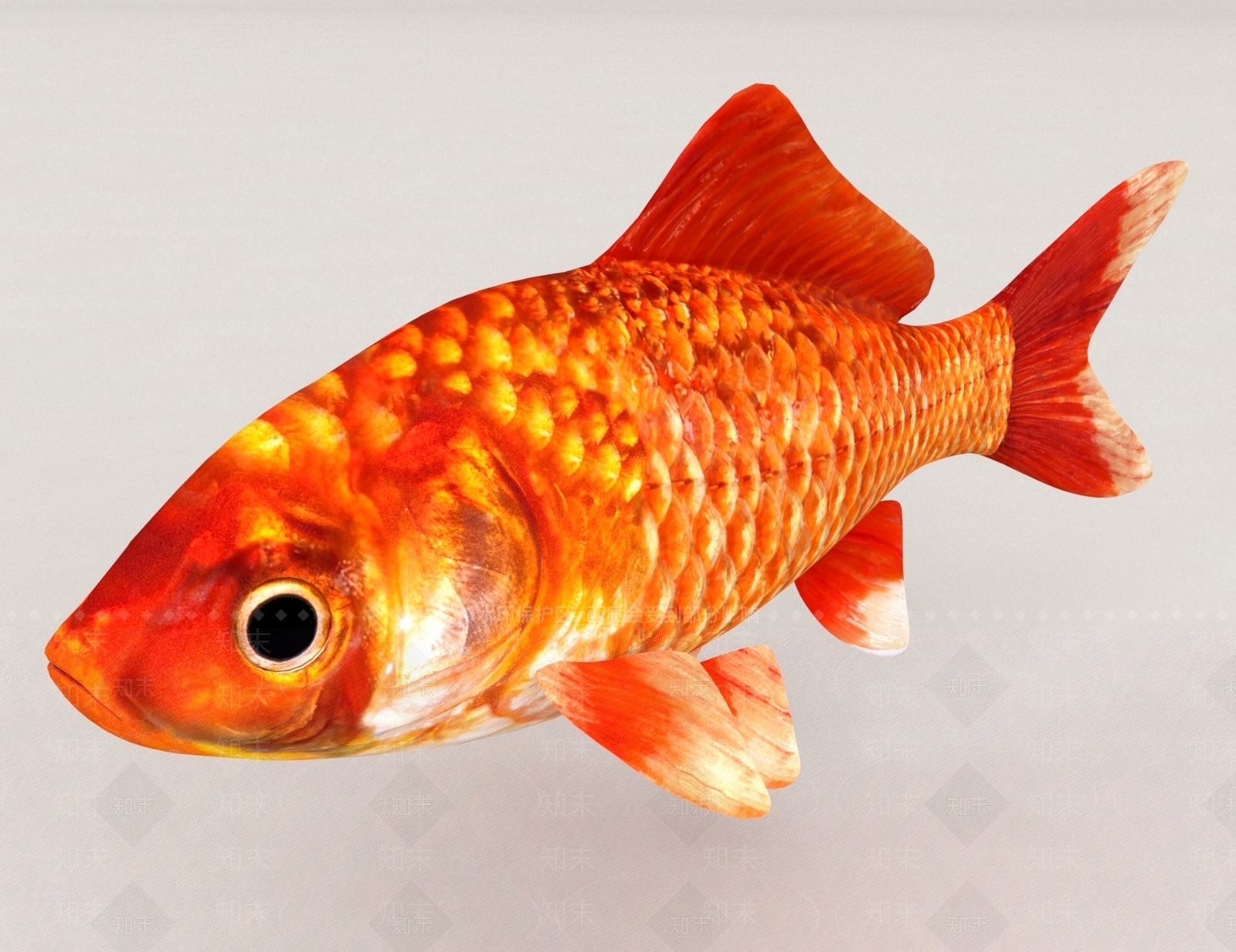 鱼3d模型