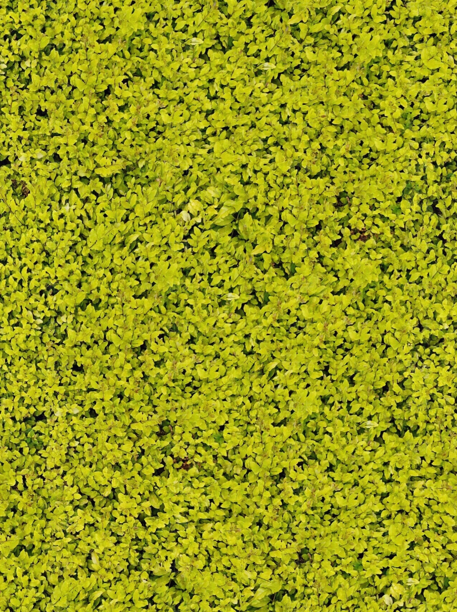 无缝植物灌木金叶女贞贴图下载【ID:1162054637】